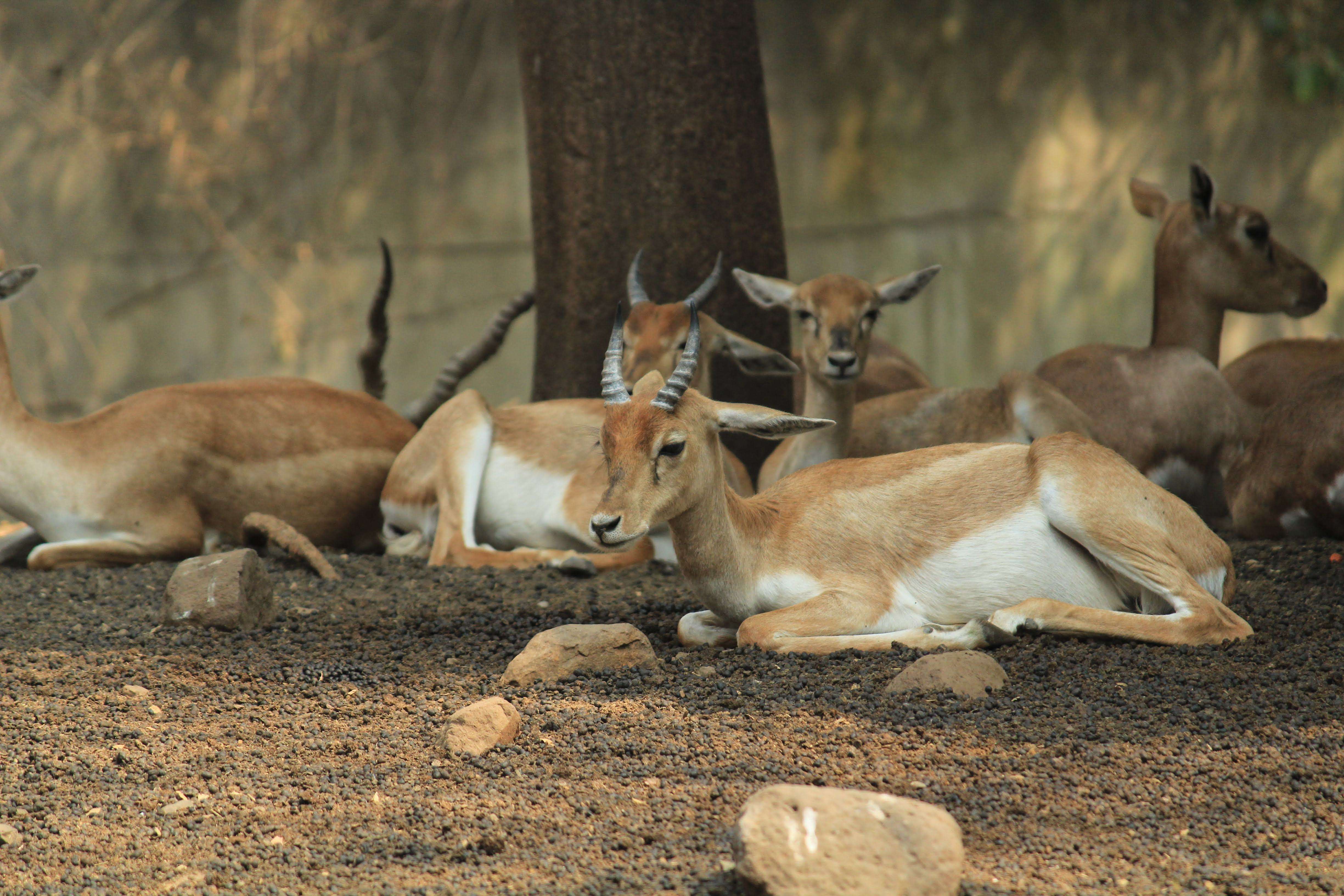 20 Wildlife Sanctuaries near Pune for an Adventurous Getaway