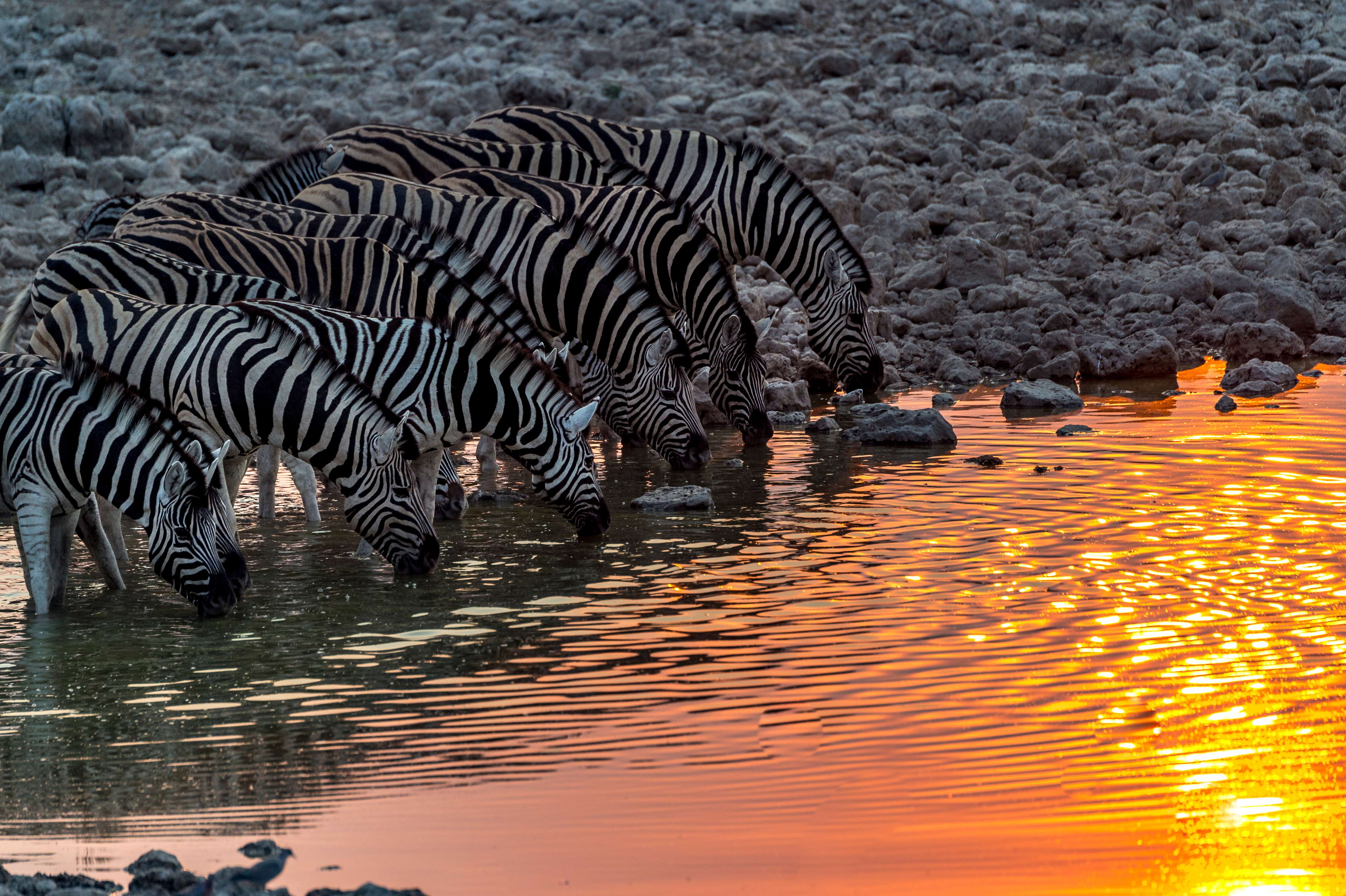 Etosha National Park