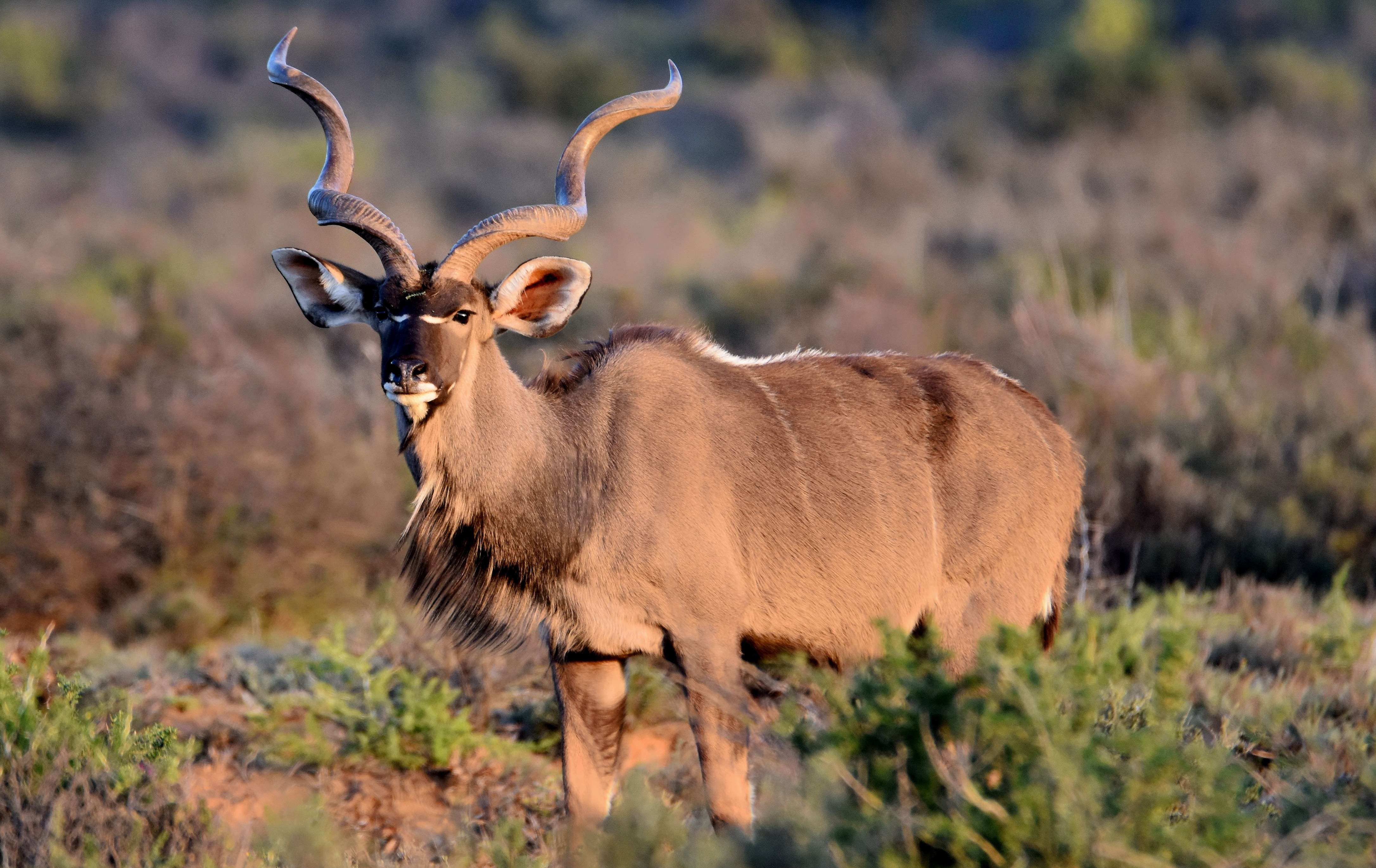 Camdeboo National Park