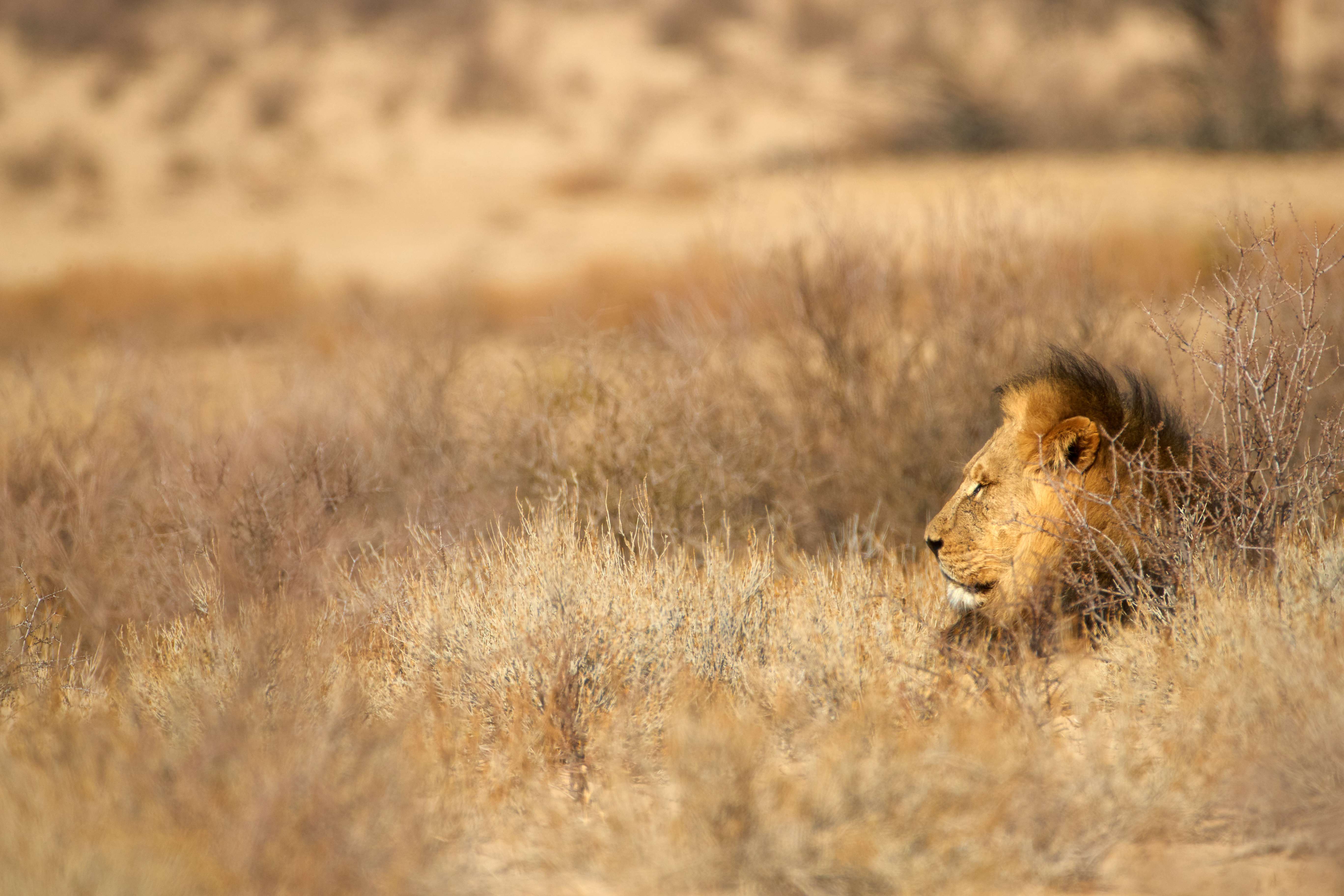 Kgalagadi Transfrontier Park