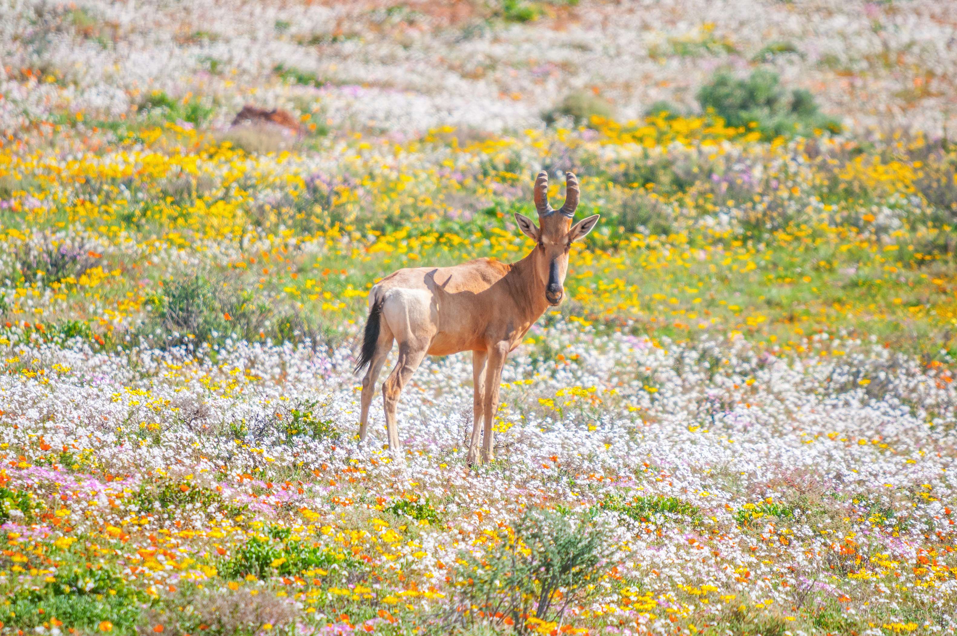 Namaqua National Park