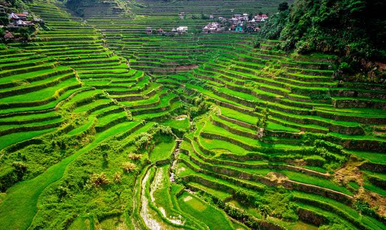 Banaue Rice Terraces