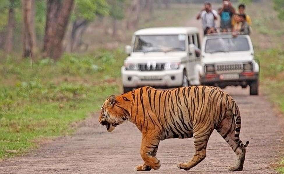 Wildlife safari in Tadoba