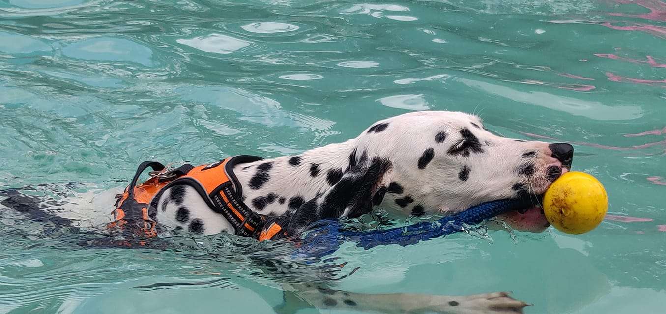 Crazy K9 Campers, Mumbai