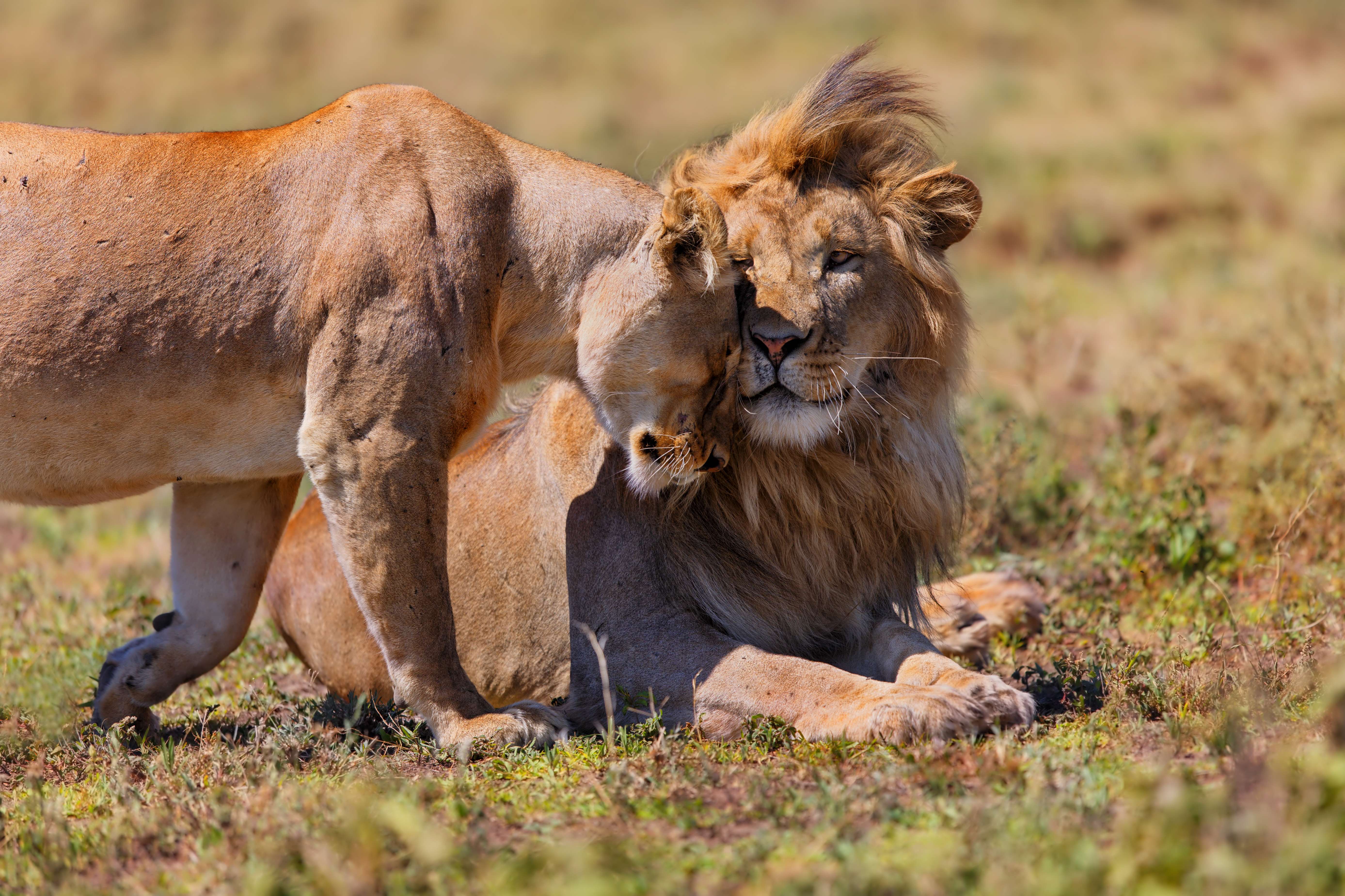 Ngorongoro Conservation Crater