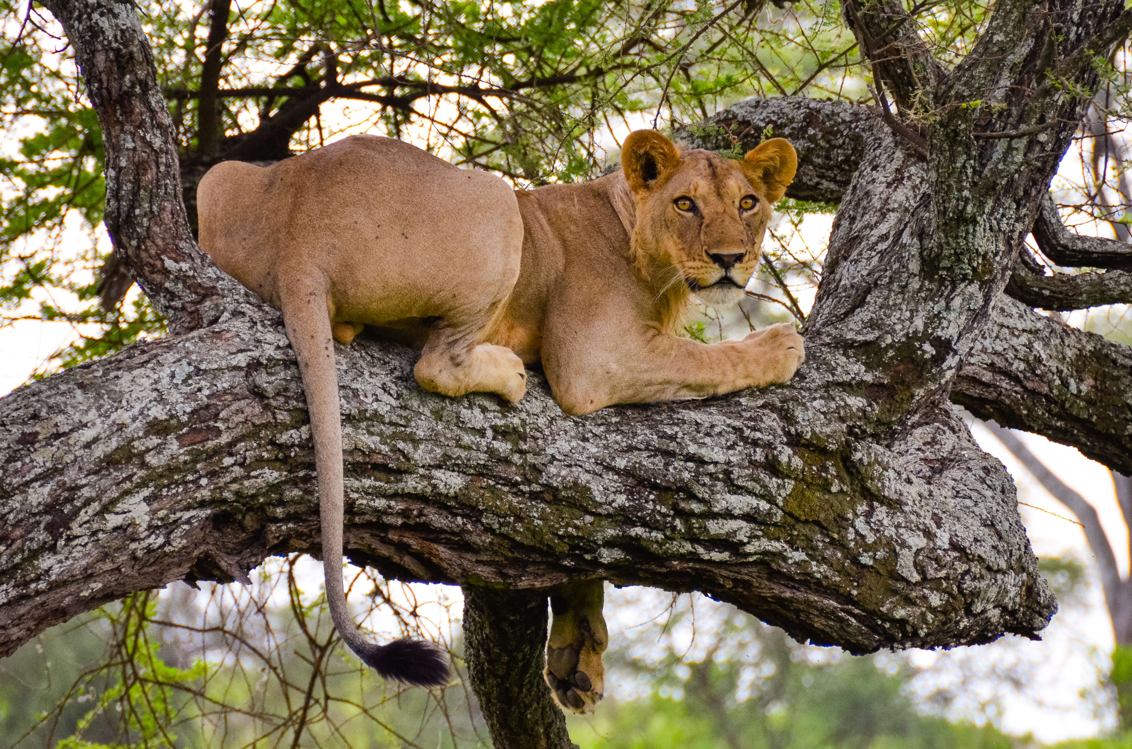 Tarangire National Park