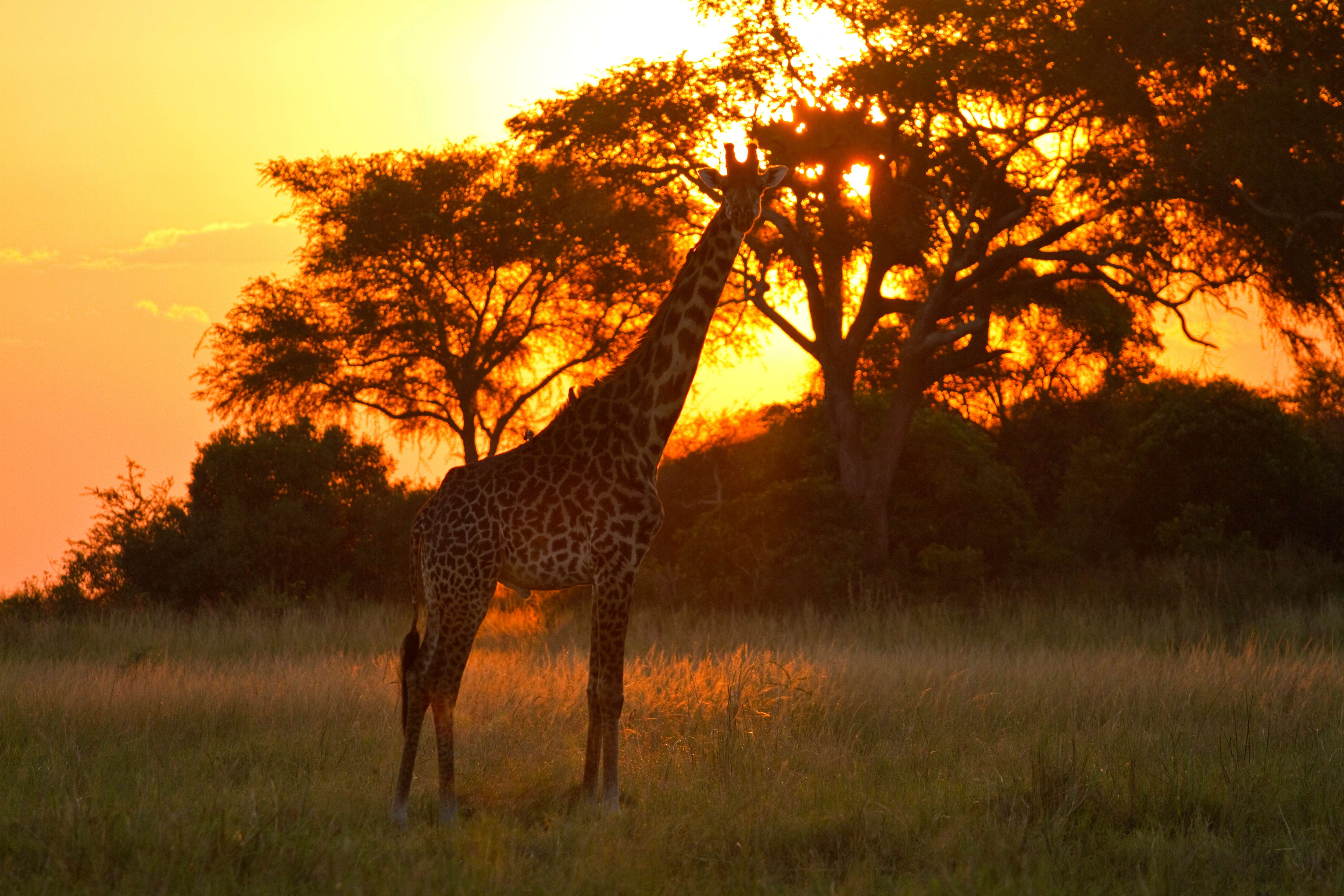 Katavi National Park