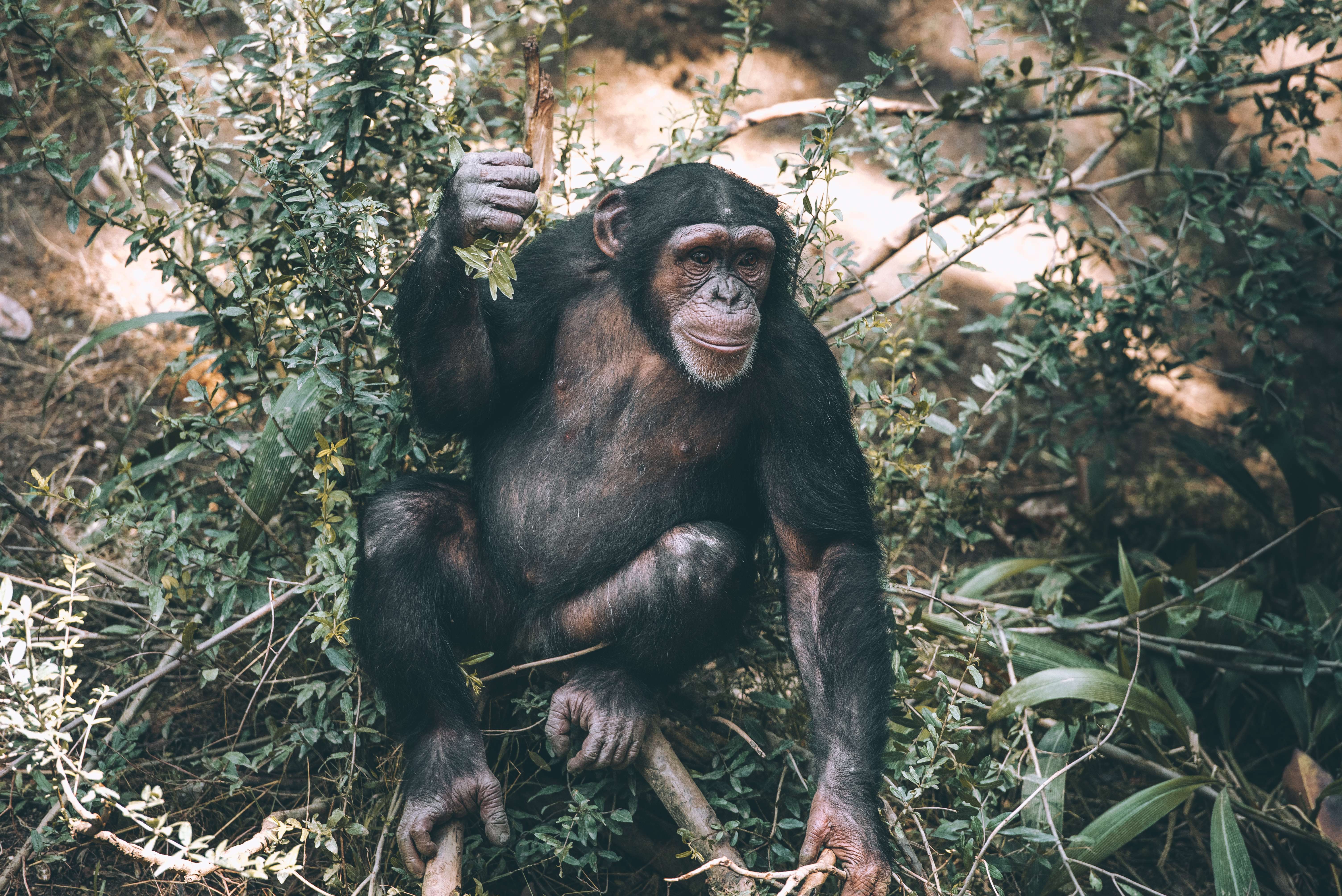 Mahale Mountains National Park
