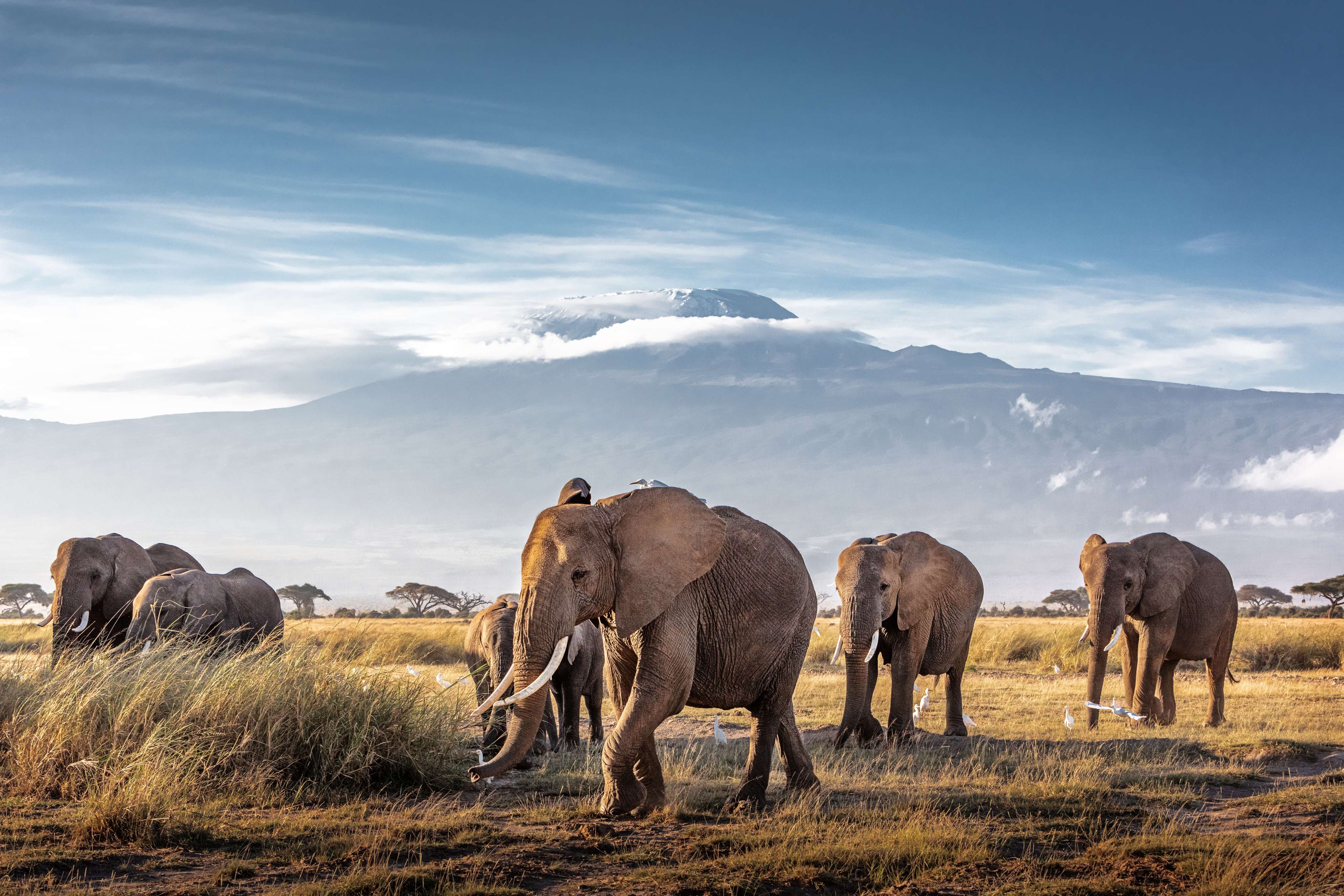 Kilimanjaro National Park