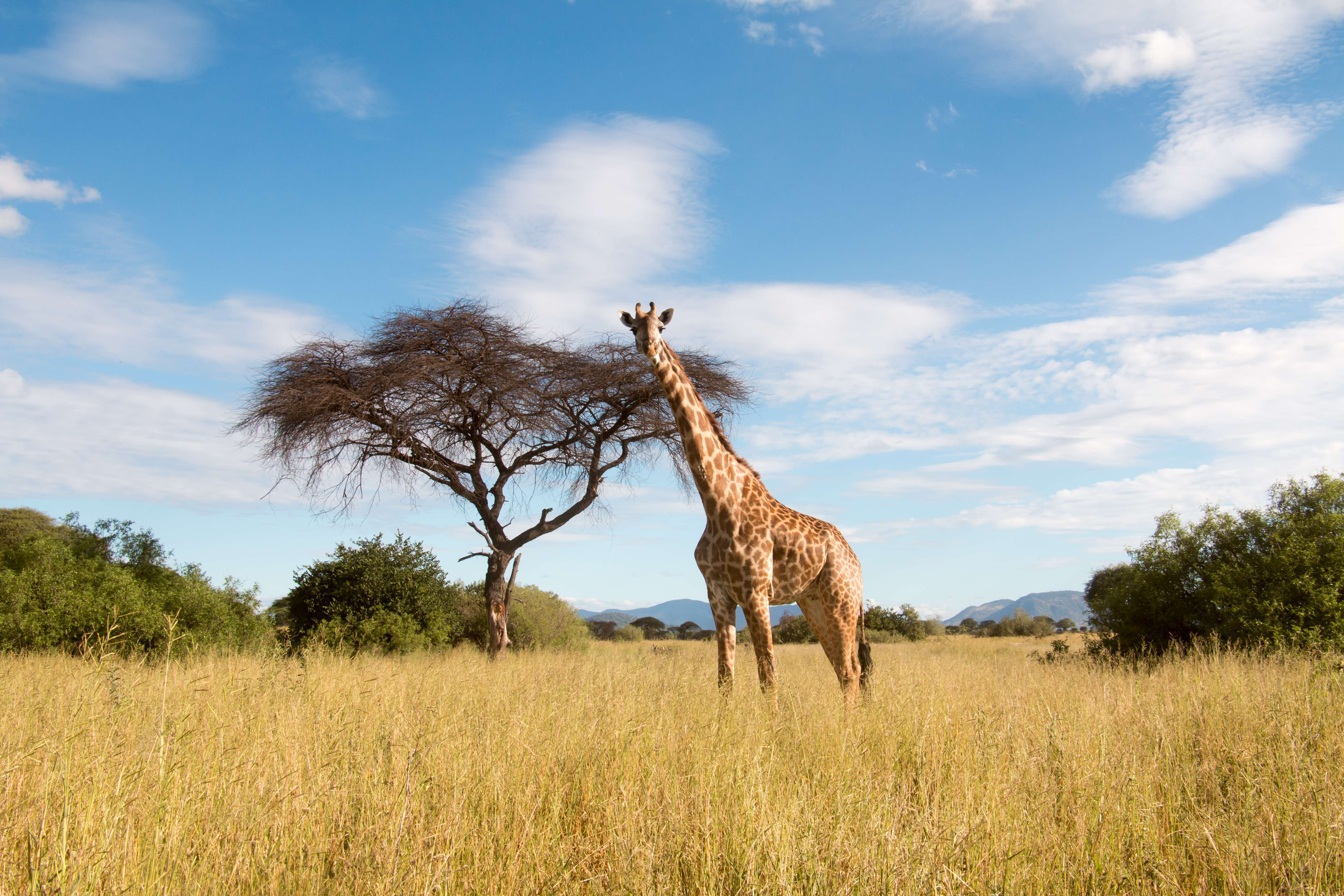 15 National Parks in Tanzania | Wildlife Parks in Tanzania