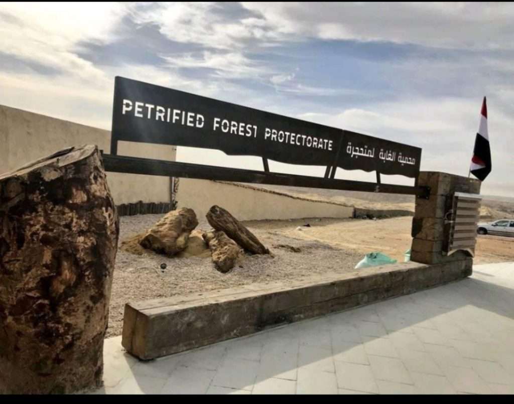 Take a Walk Through the Petrified Forest Protected Area