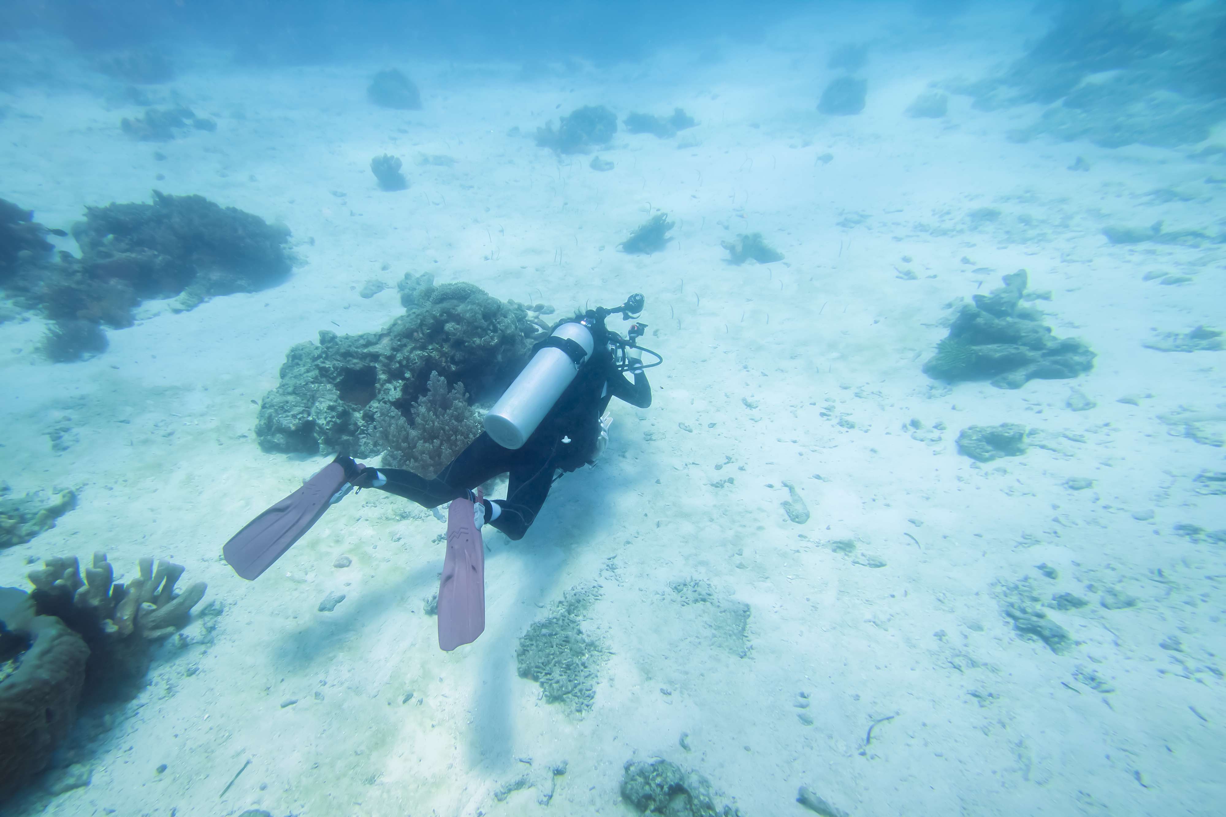 Enjoy a Walk-in Dahab's Eel Garden