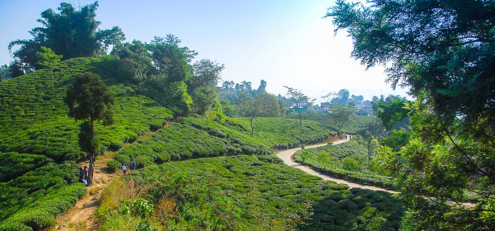 Explore the Tea Gardens in Ilam