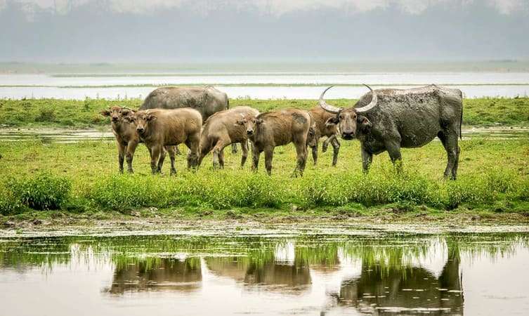 Koshi Tappu Wildlife Reserve