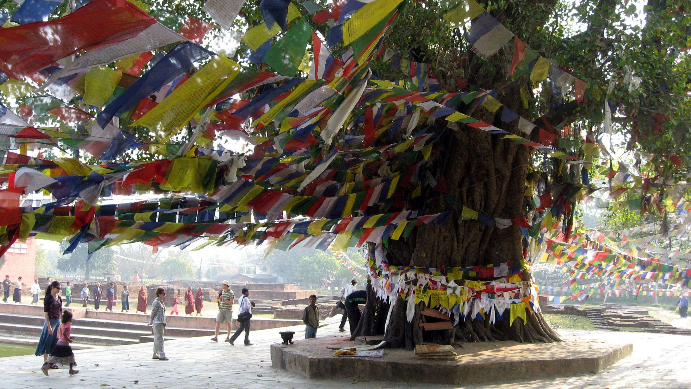 Bodhi Tree