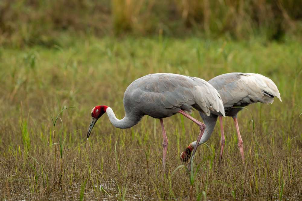Lumbini Crane Sanctuary