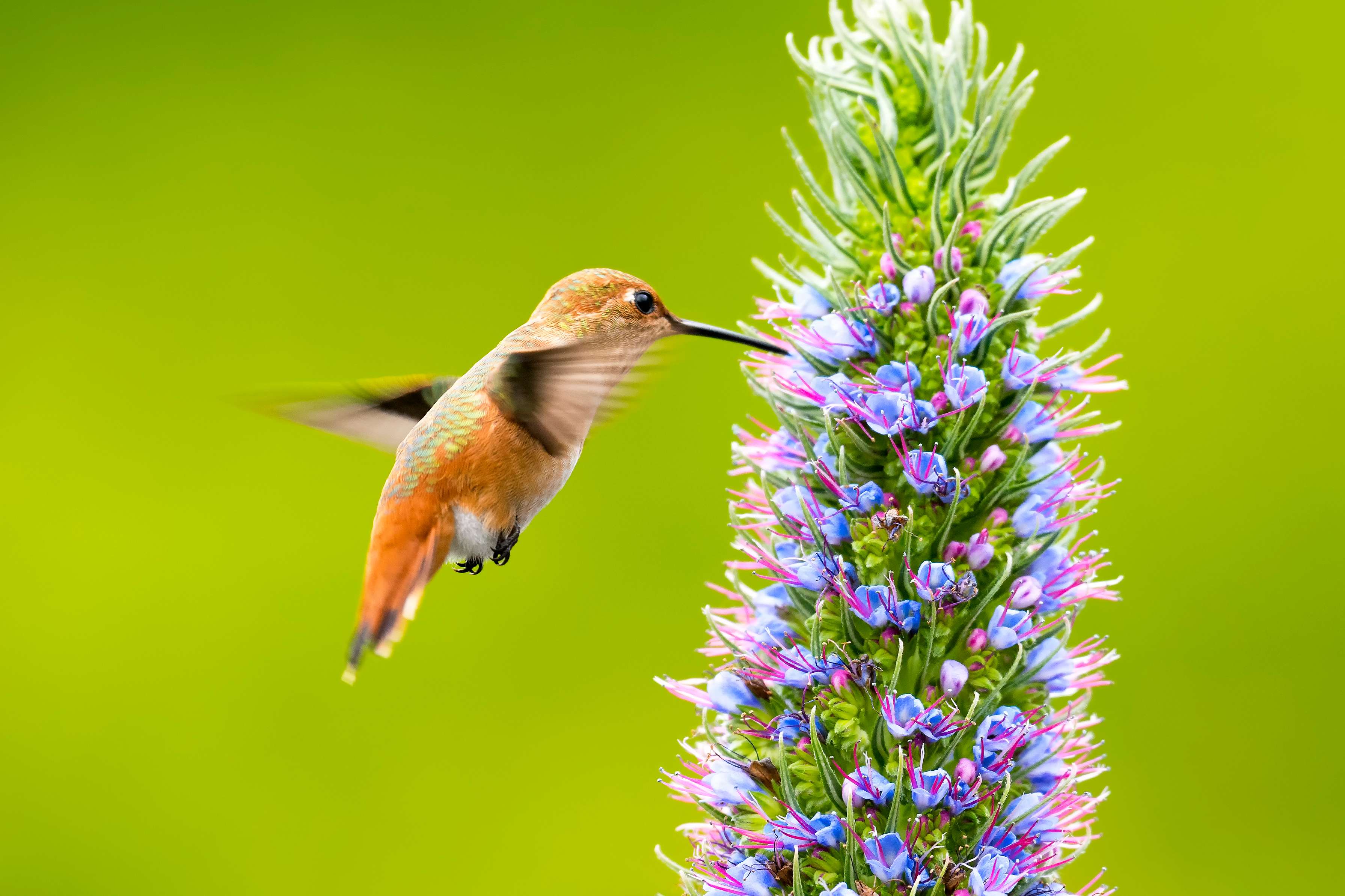 Bird Watching at Madeira