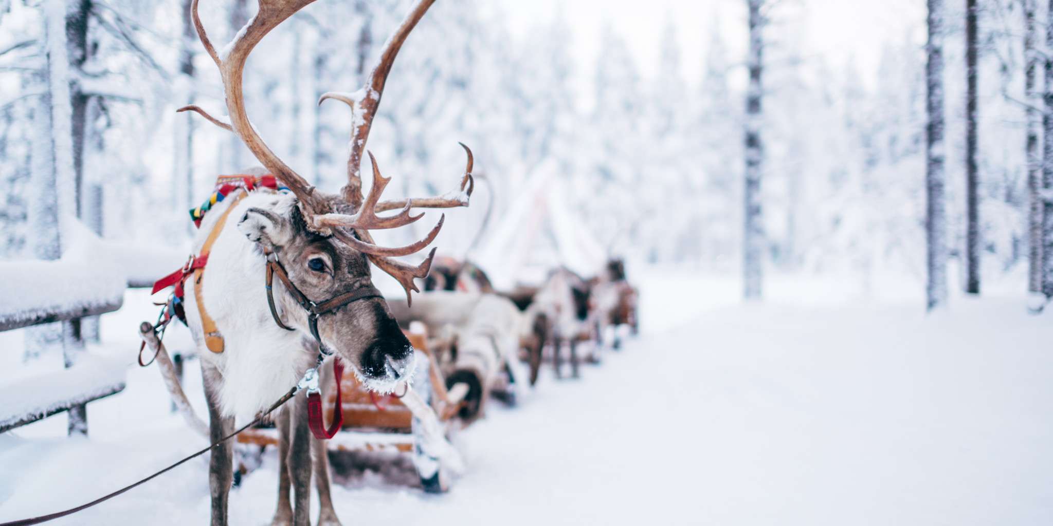 Dream Ride with Santa's Reindeer in Finland