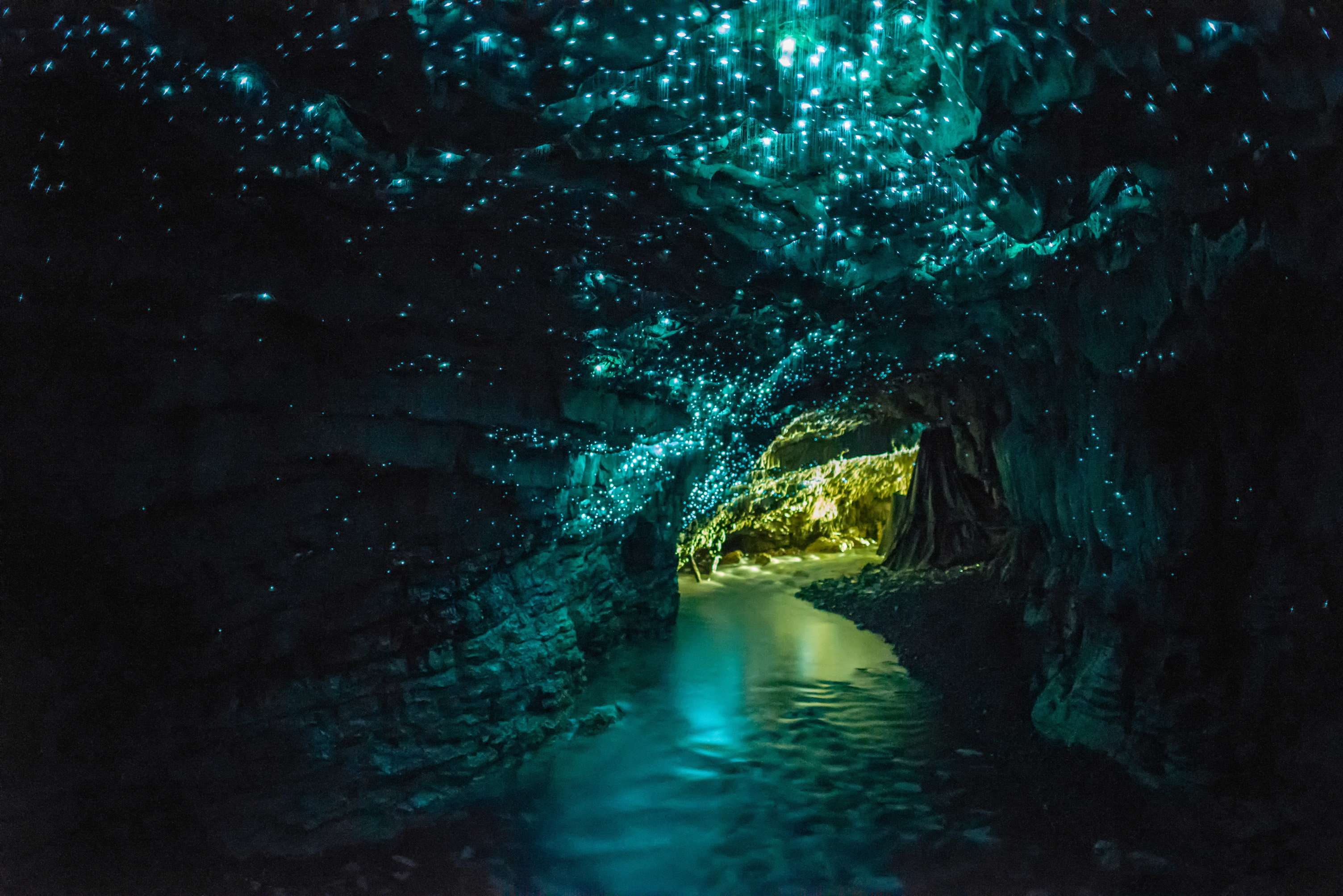 Explore Fox Glacier Glow Worm Forest