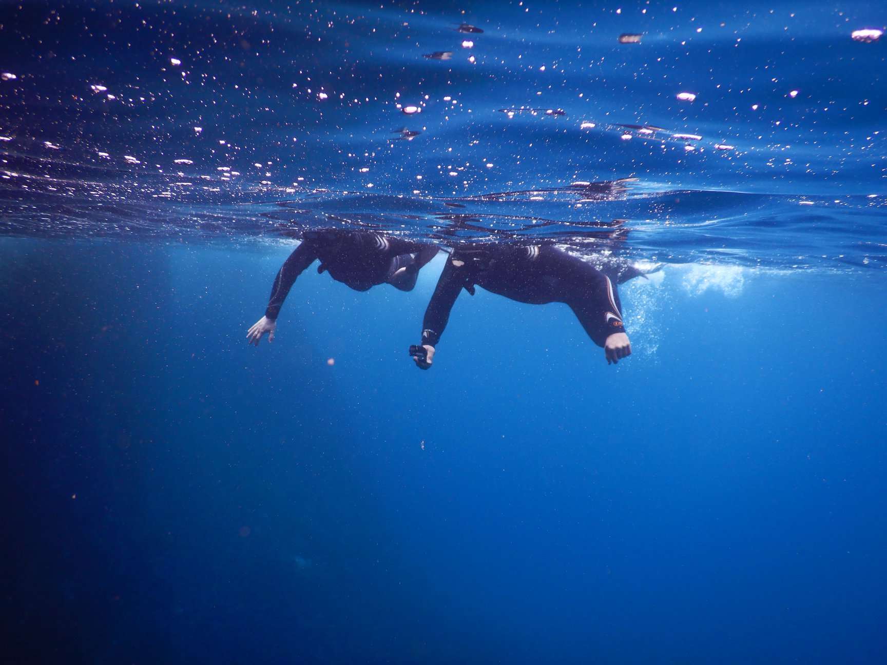 Snorkel at Poor Knights Islands