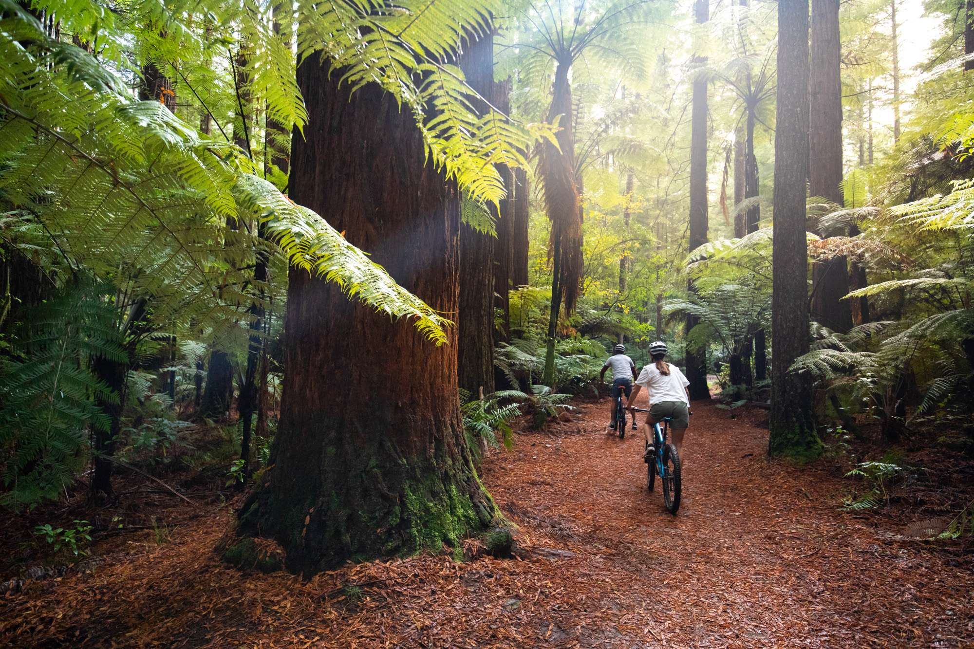 Cycle or Walkthrough Redwoods Forest, Rotorua