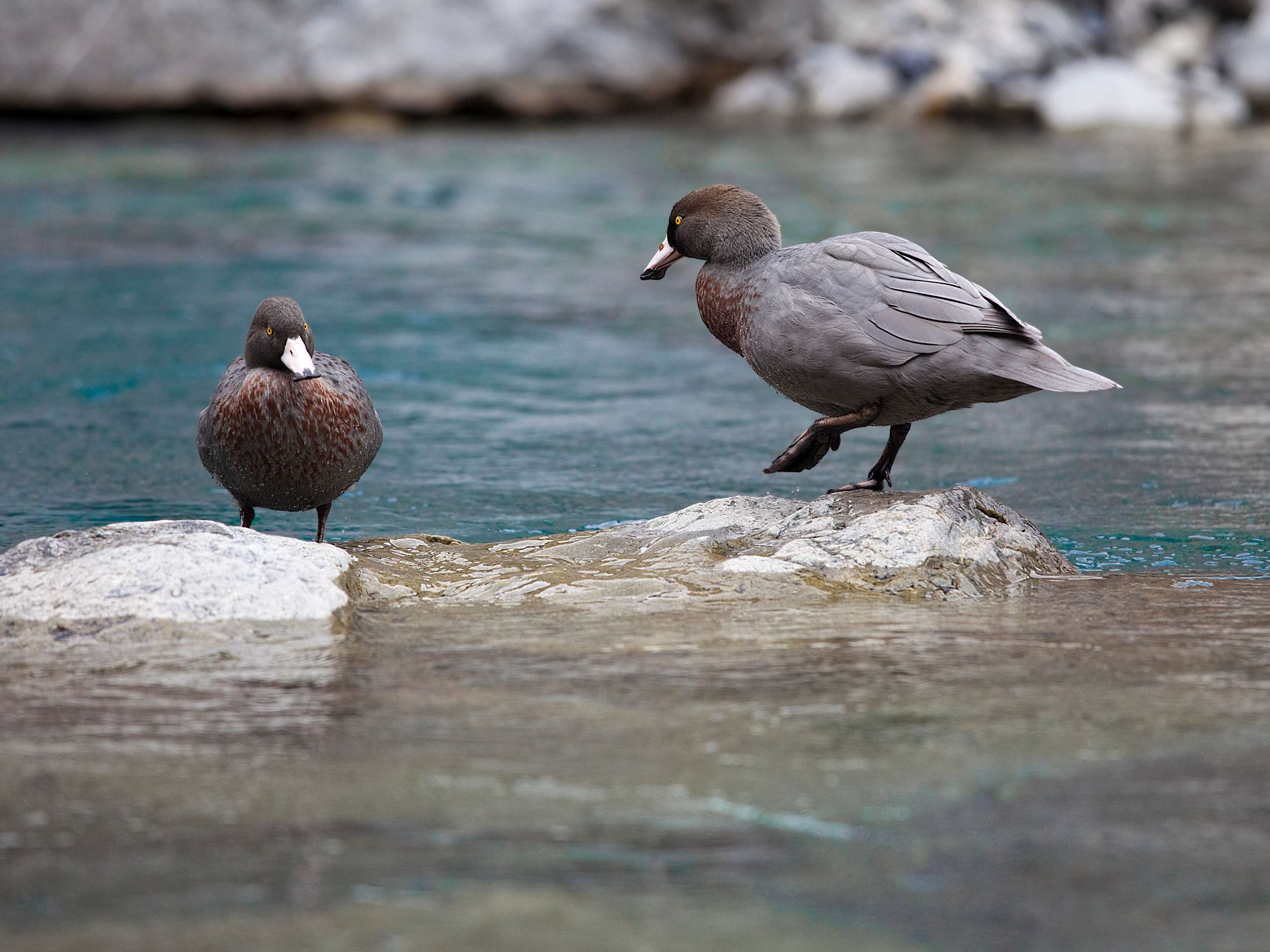 Spot Kiwi Birds at West Coast Wildlife Centre