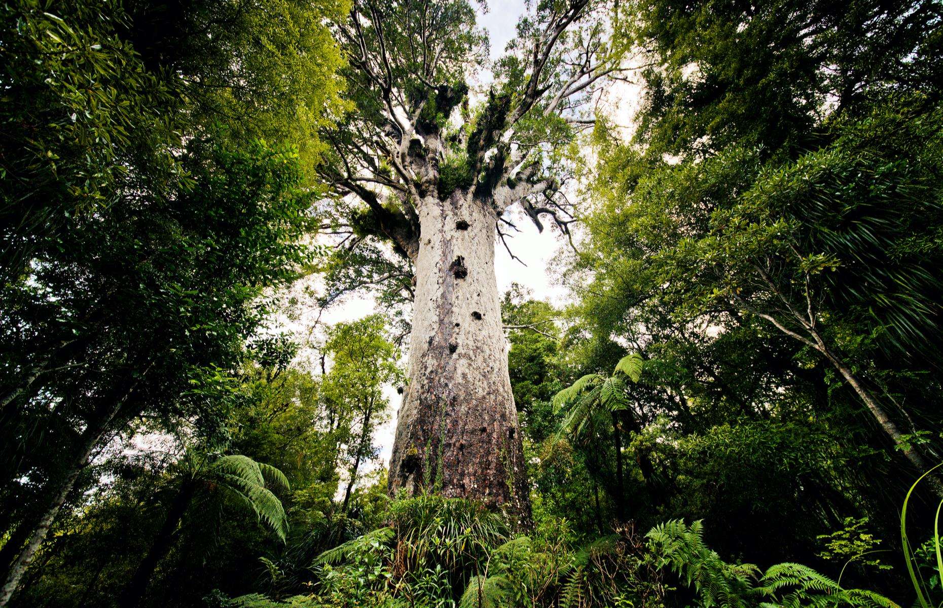 Visit Tane Mahuta