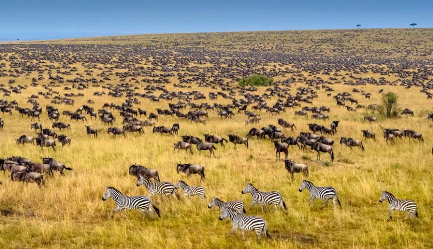 Watch the Great Migration in Masai Mara