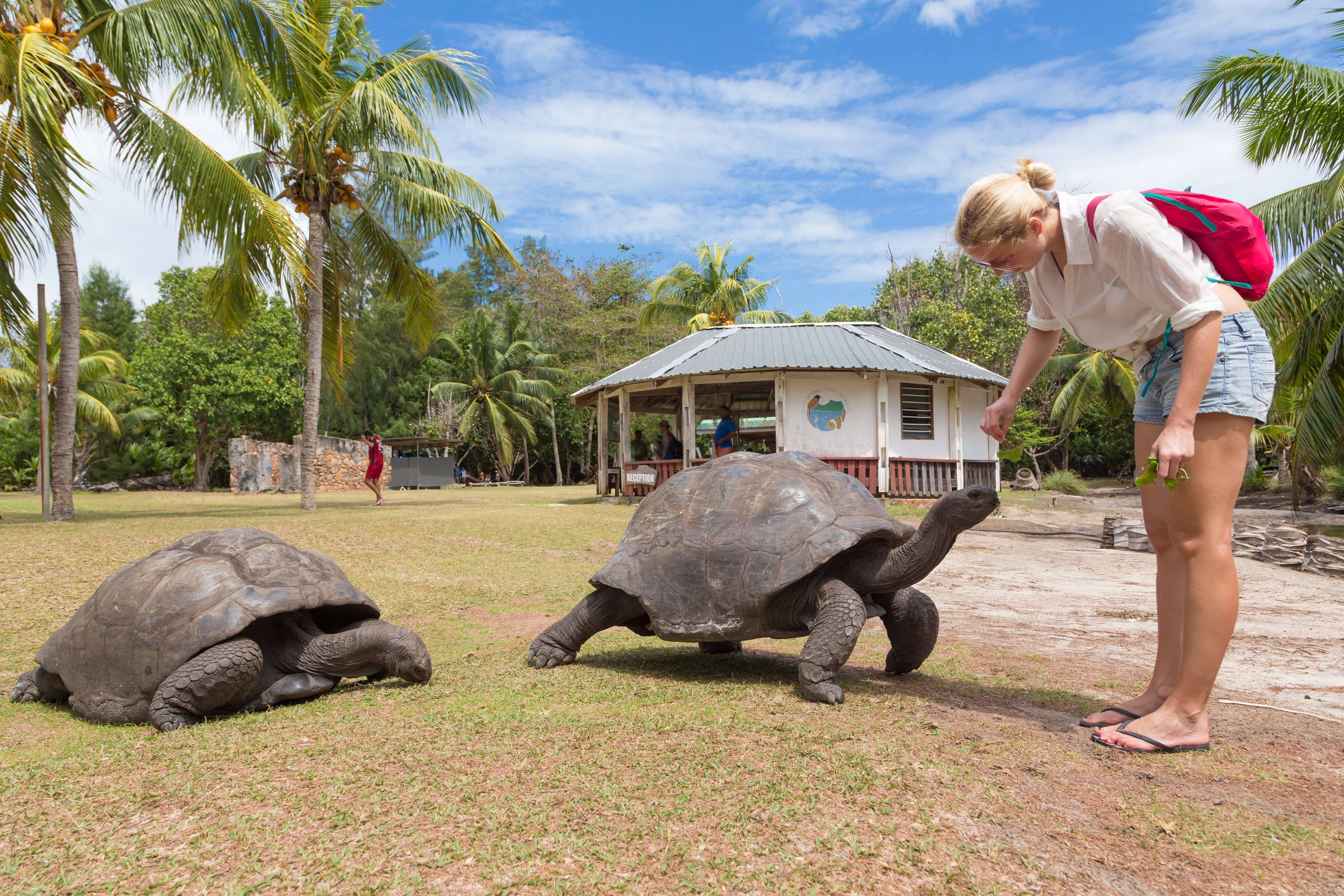 Meet Giant Tortoises On Curieuse Island