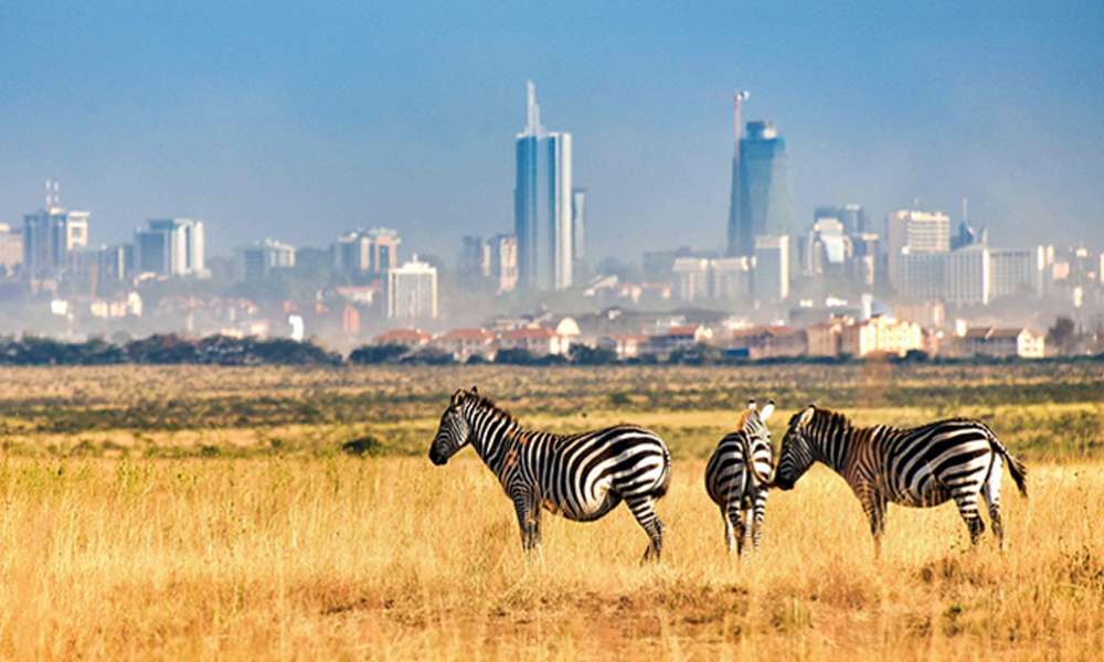Watch Various Animals at Nairobi Safari Walk
