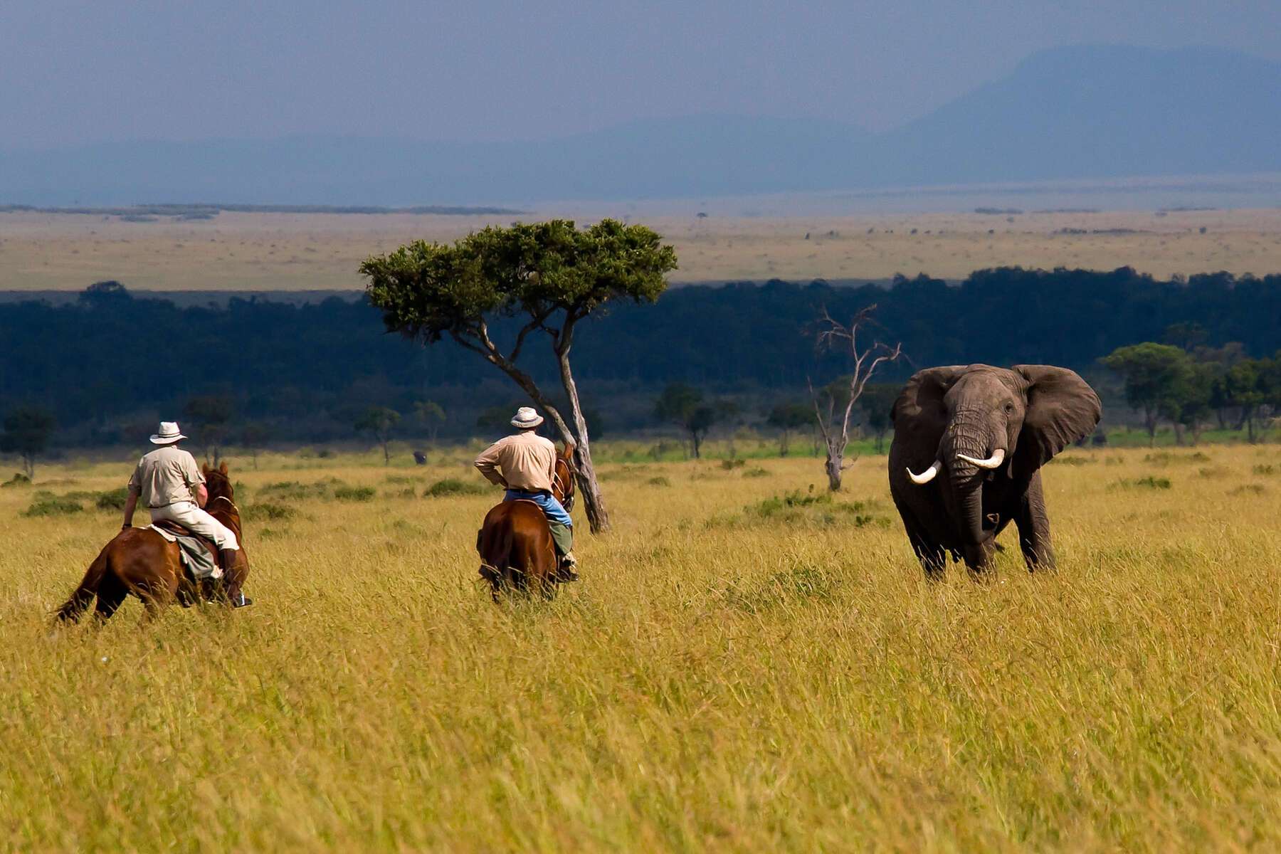 Horseback safaris