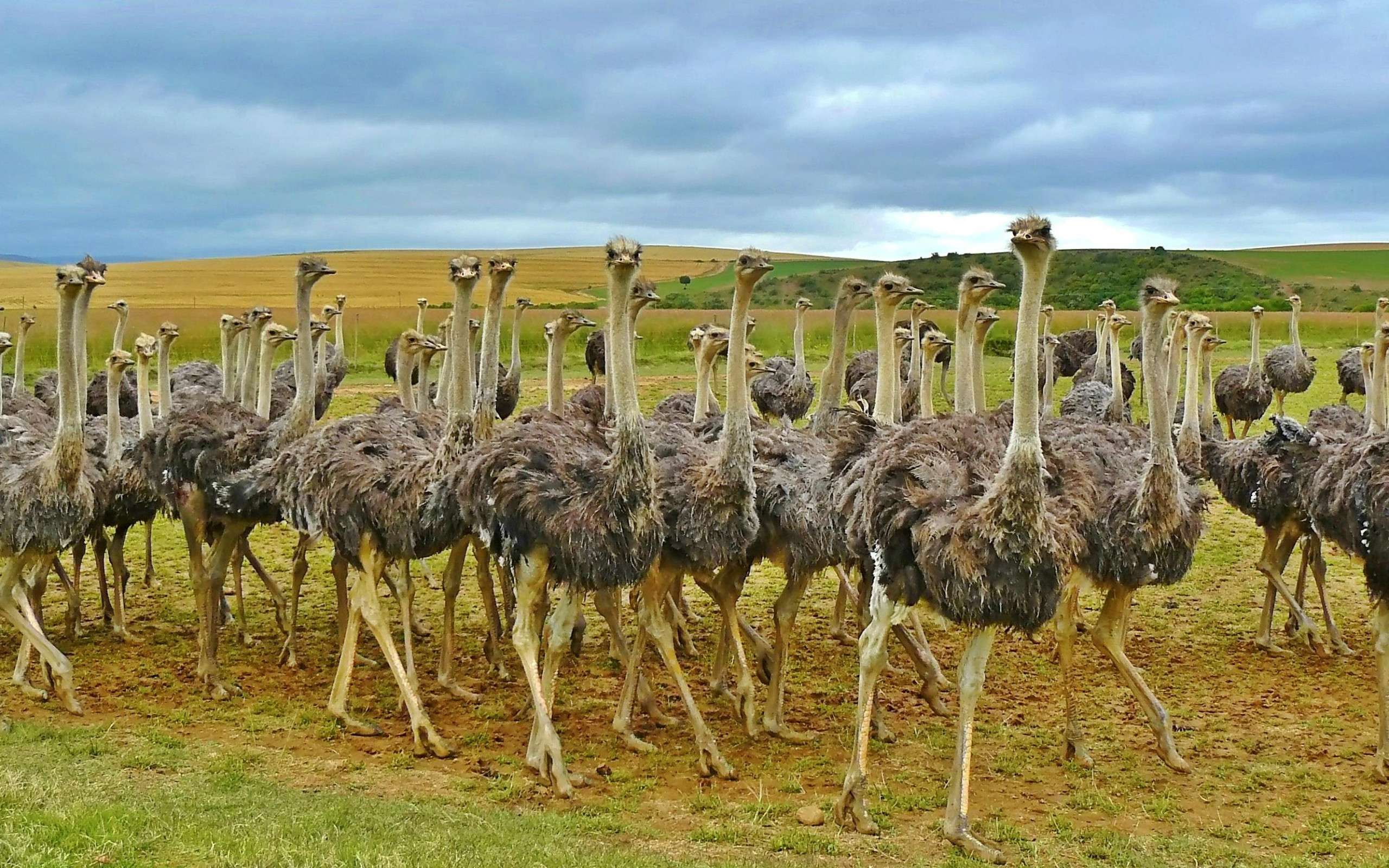 Watch Ostrich Racing at Maasai Ostrich Farm
