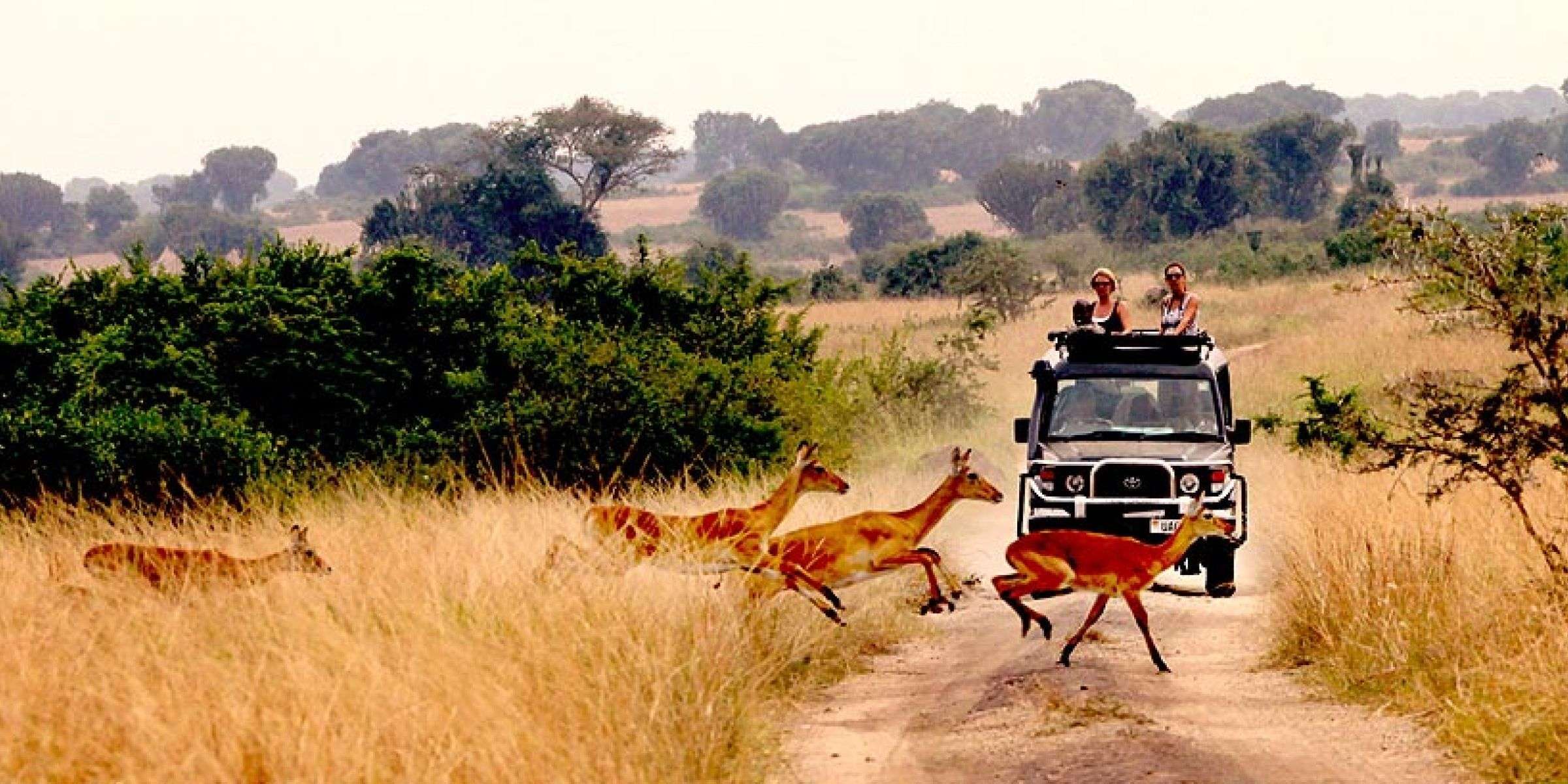 Safari In Queen Elizabeth National Park