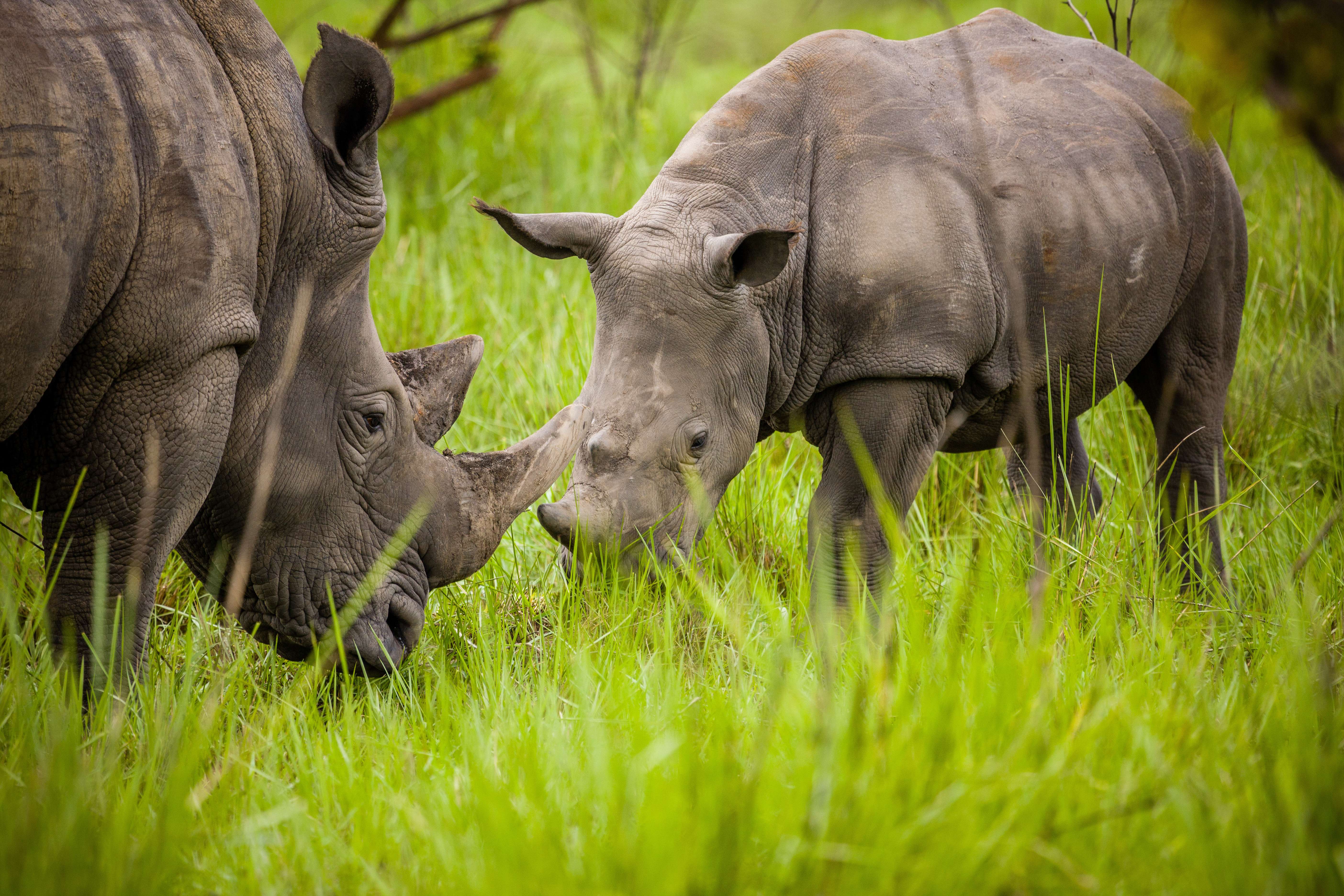 Murchison Falls National Park And Ziwa Rhino Sanctuary