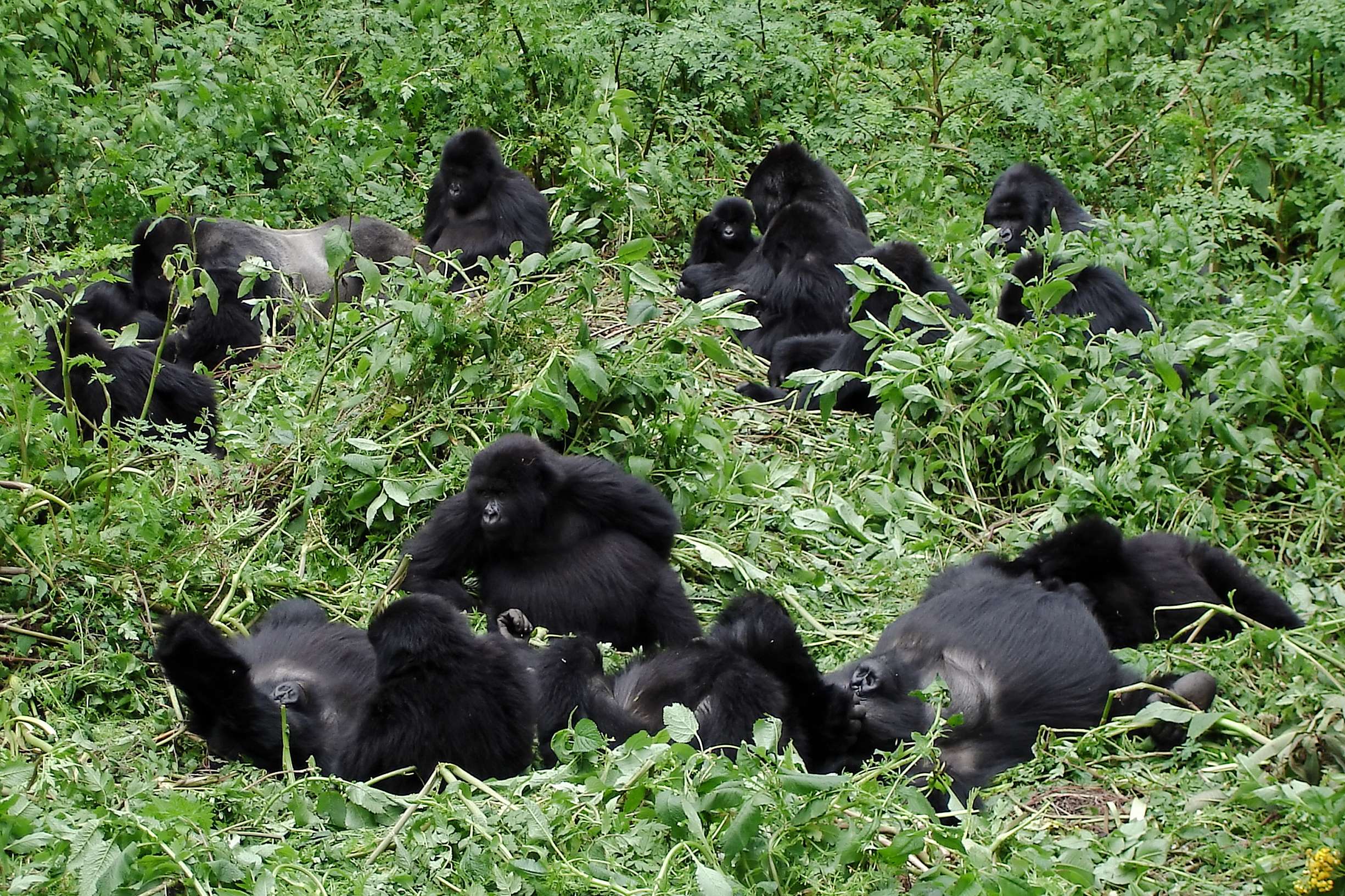 Gorilla Trekking In Bwindi Impenetrable National Park
