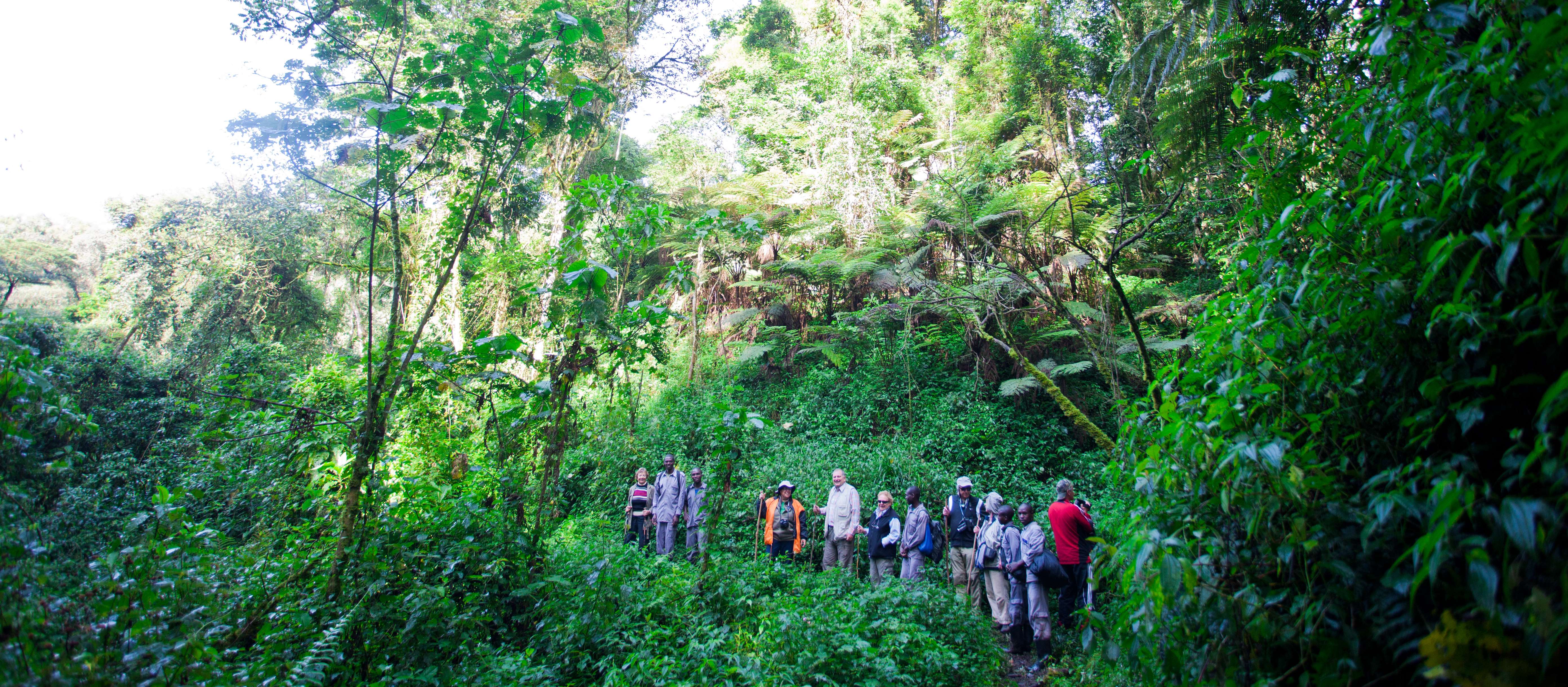 Gorilla Tracking In Bwindi Np And Lake Bunyonyi