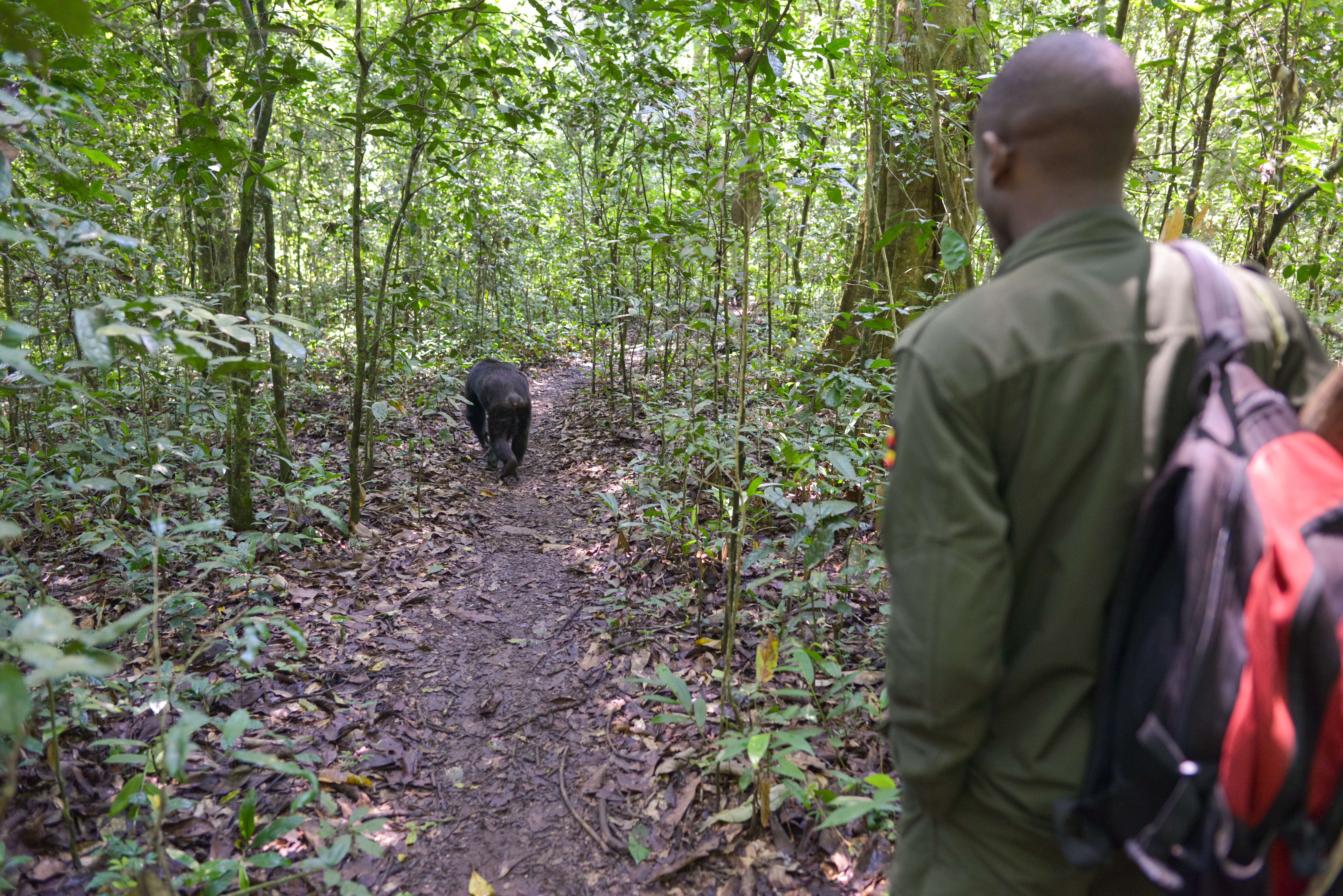 Gorilla Tracking In Bwindi Np, Chimpanzee Tracking In Kibale