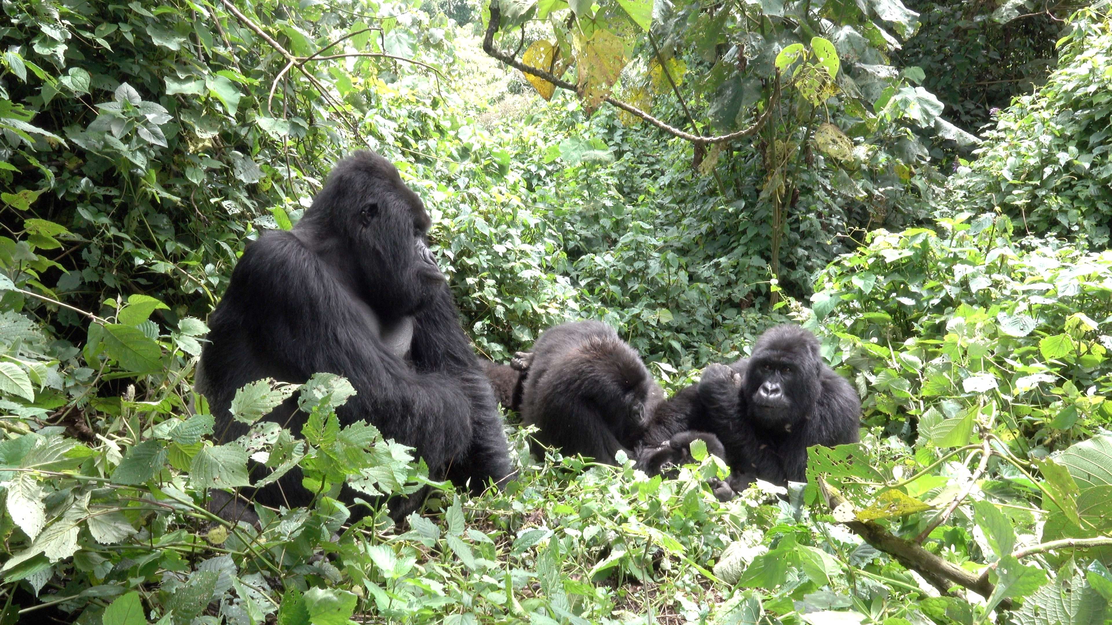 Gorilla Trekking, Lake Bunyonyi, And Queen Elizabeth National Park
