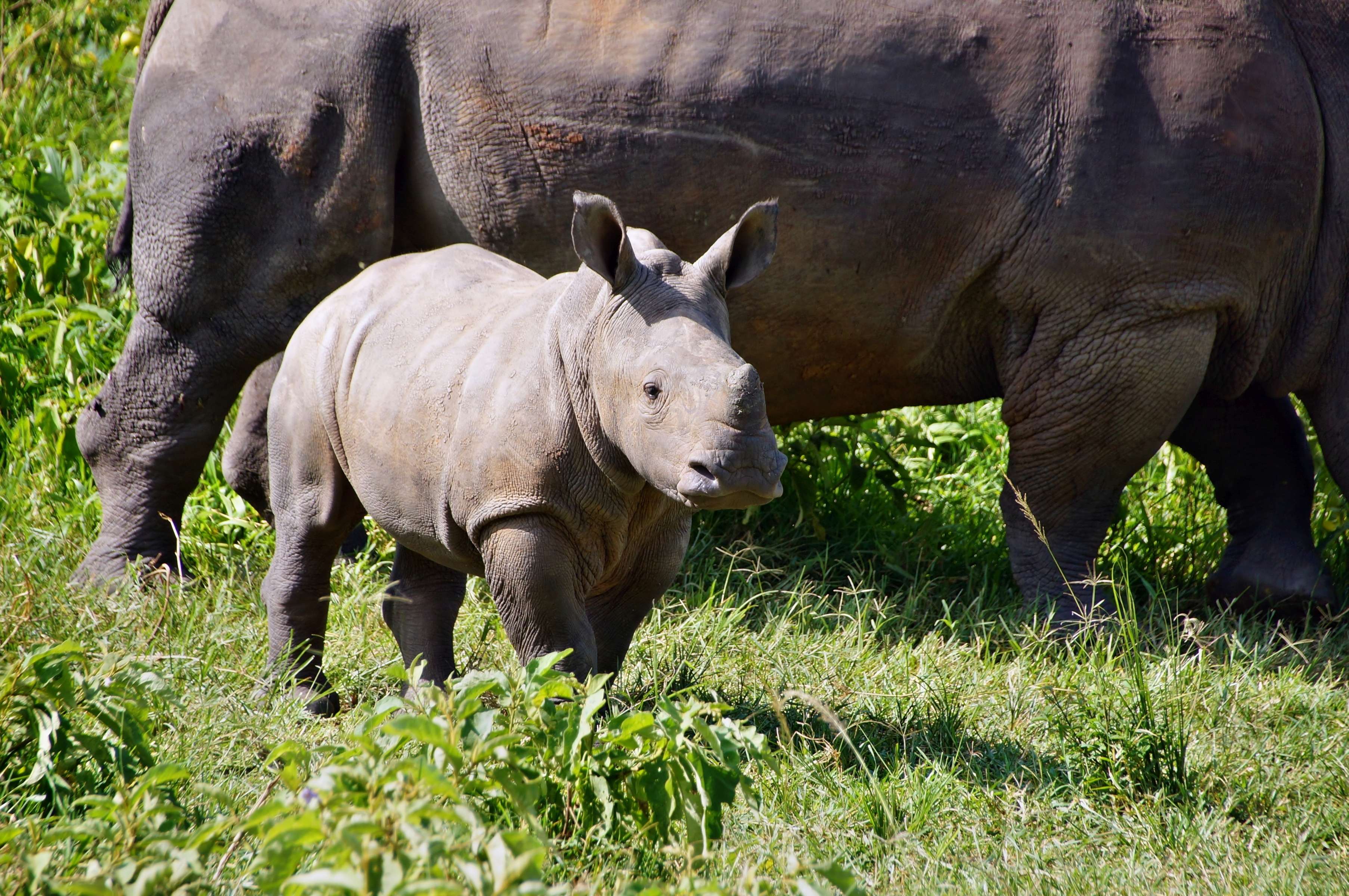 Ziwa Rhino Sanctuary