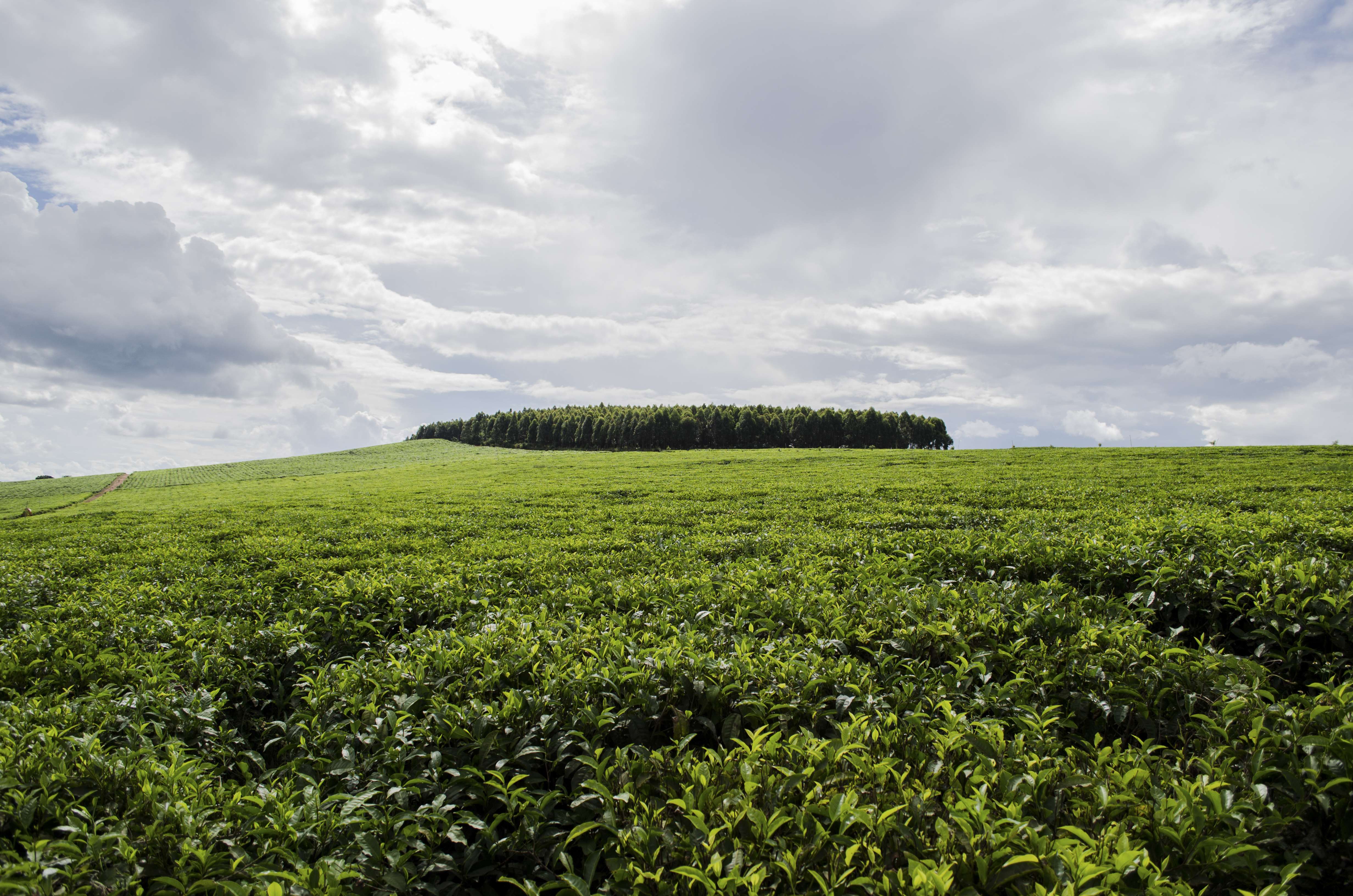 1615803450 shutterstock 654139411