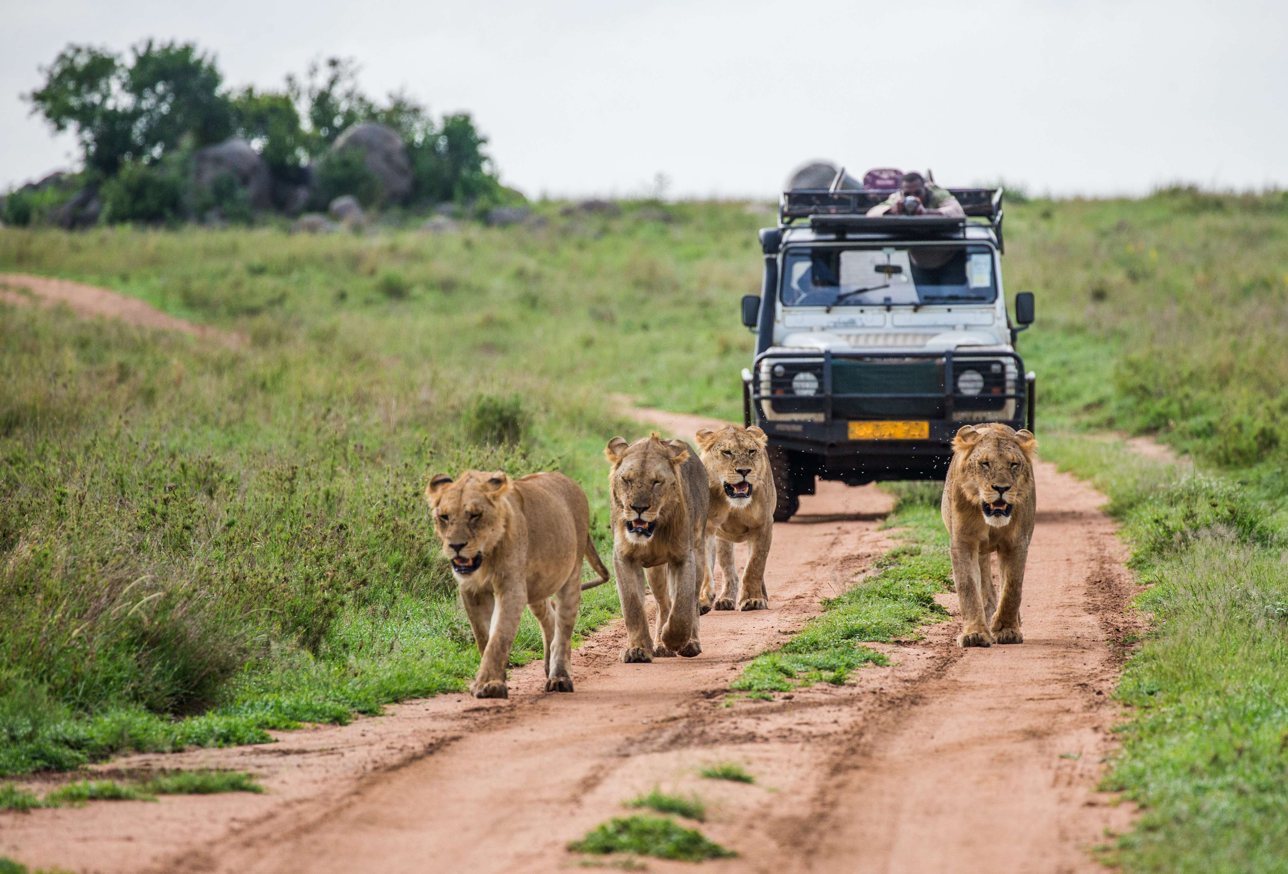 Best time for African Safari