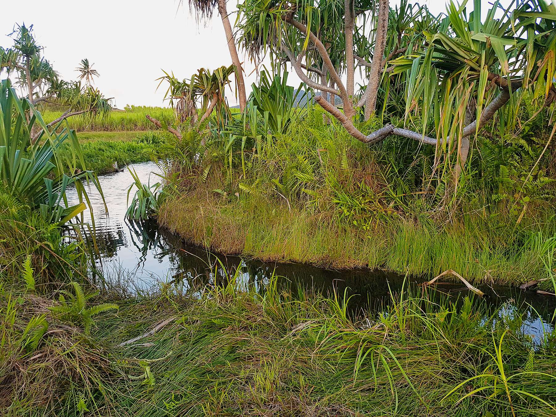 Visit Floating Island of Labasa