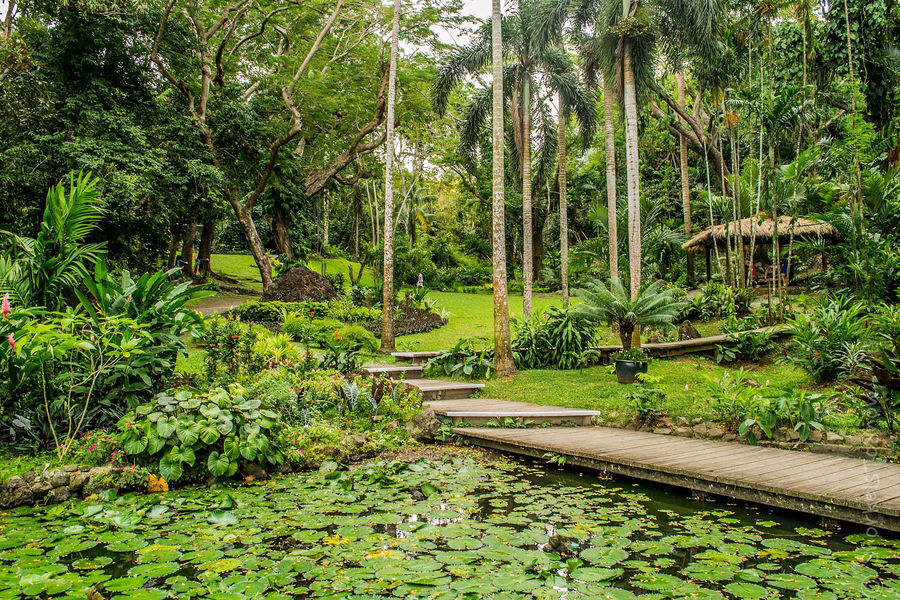Enjoy a Walk in Flora Tropical Garden