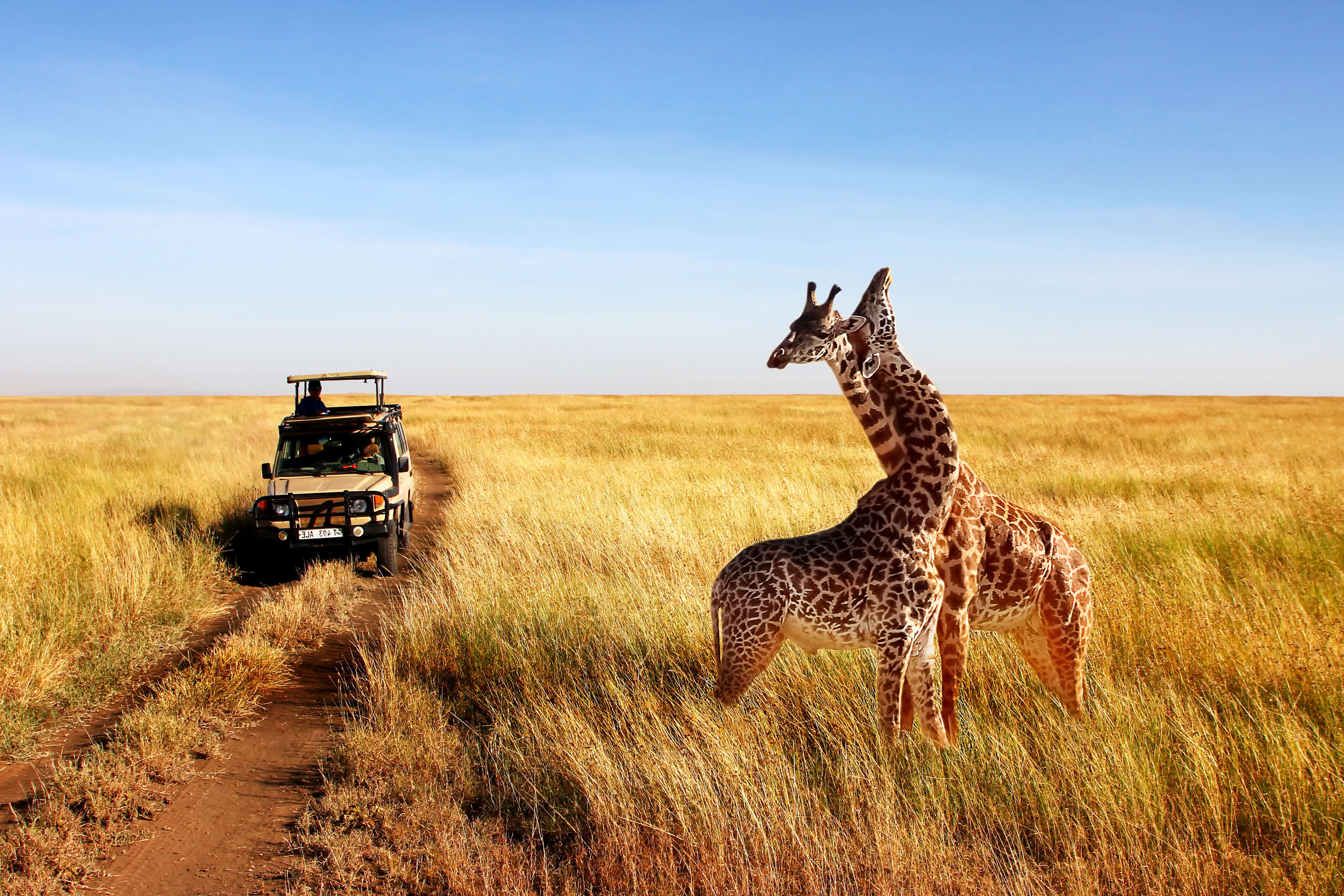 Tips for Planning African Safari