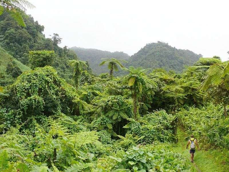 Walk Among the Dense Vegetation on Gau Island