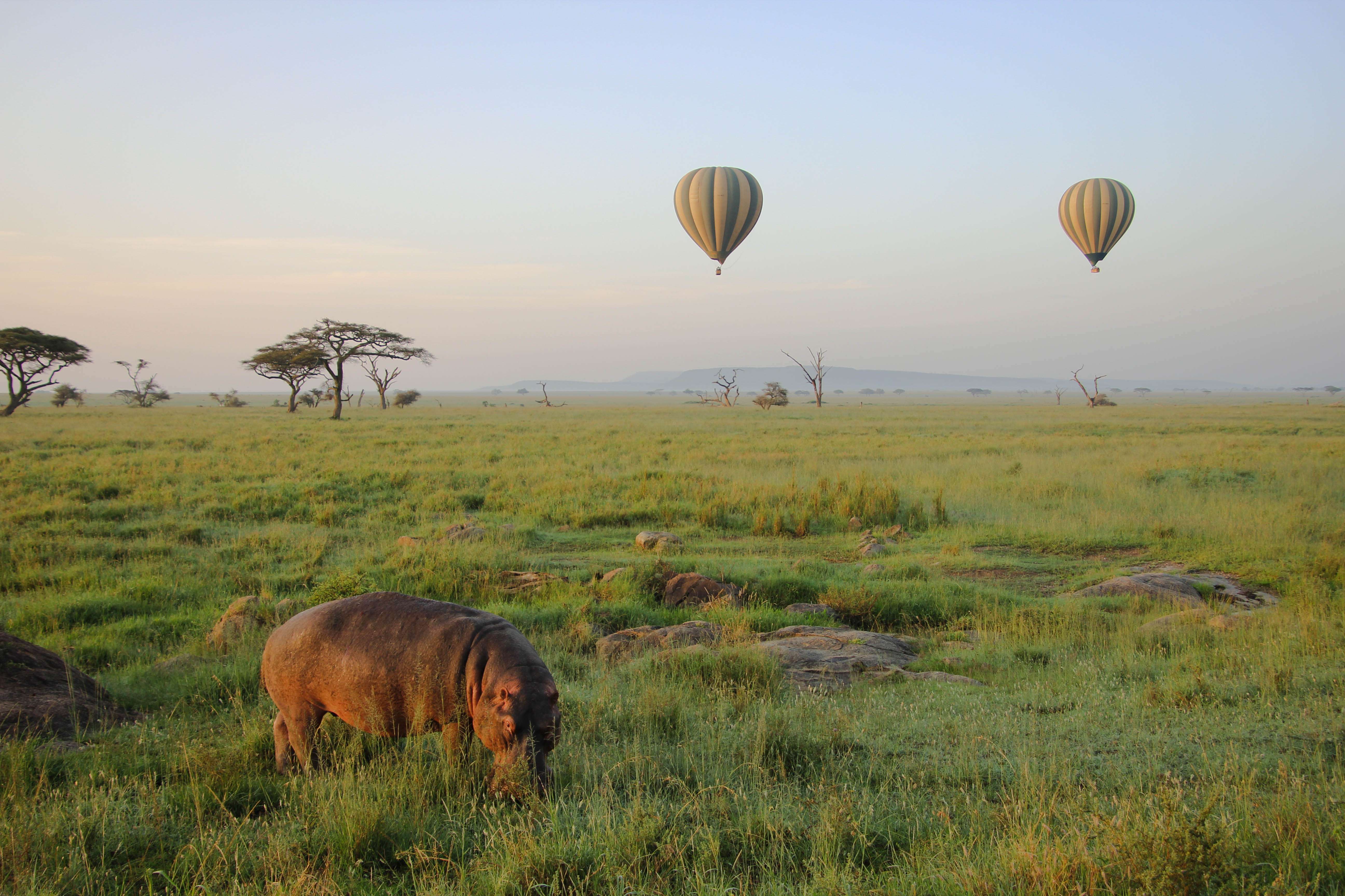 Hot Air Balloon Safari