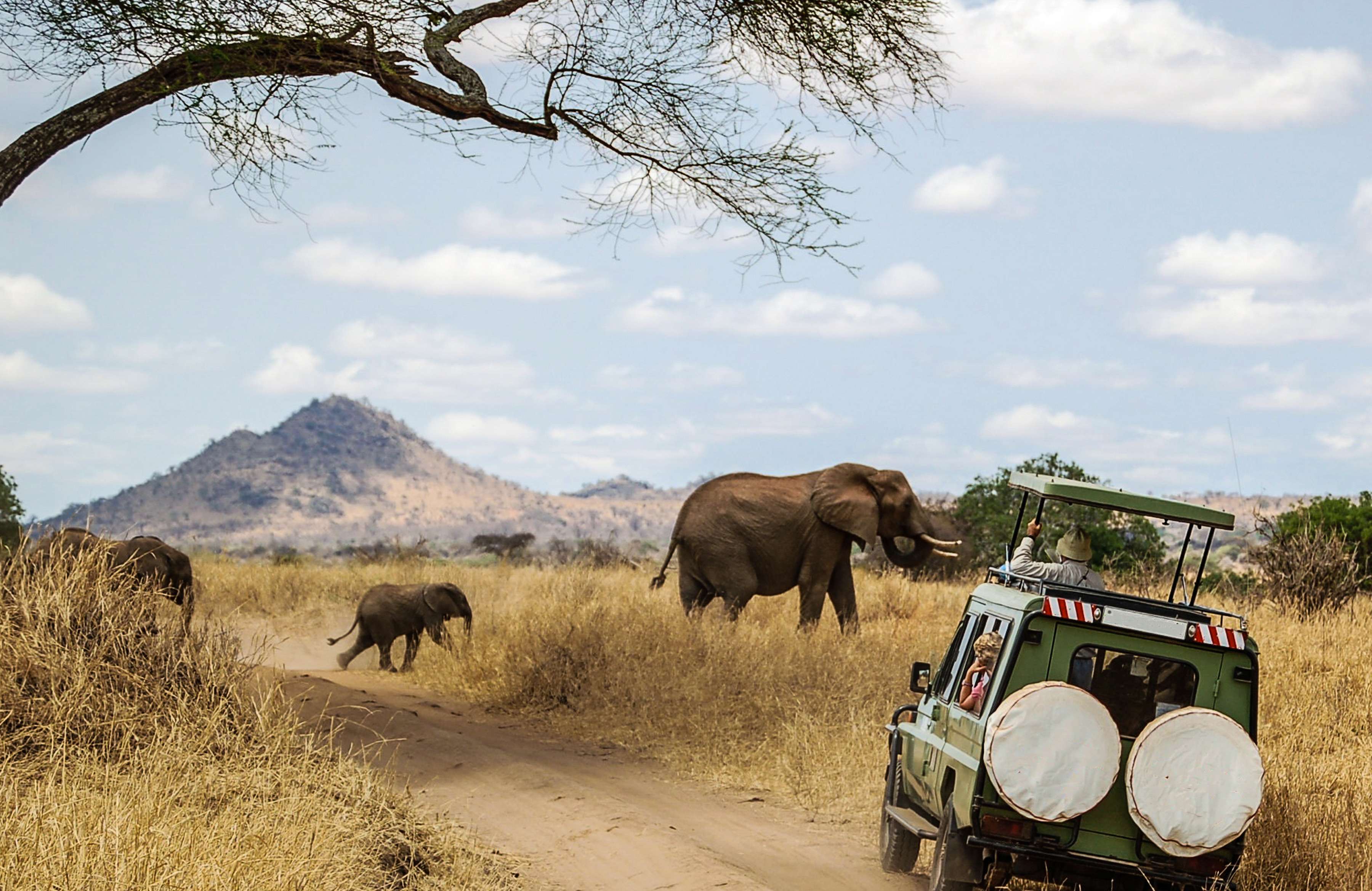 Elephant Safaris