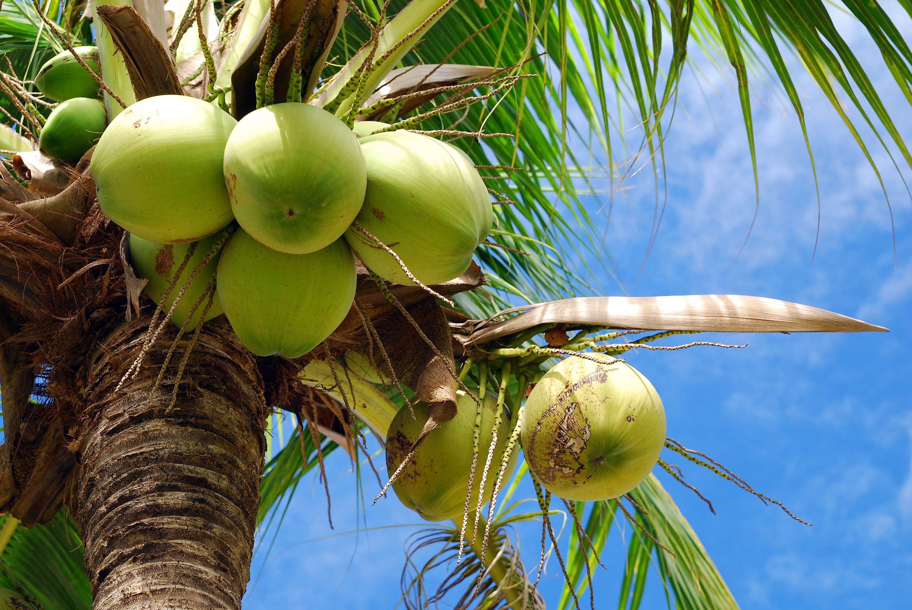 Brush up on your Knowledge of Coconuts