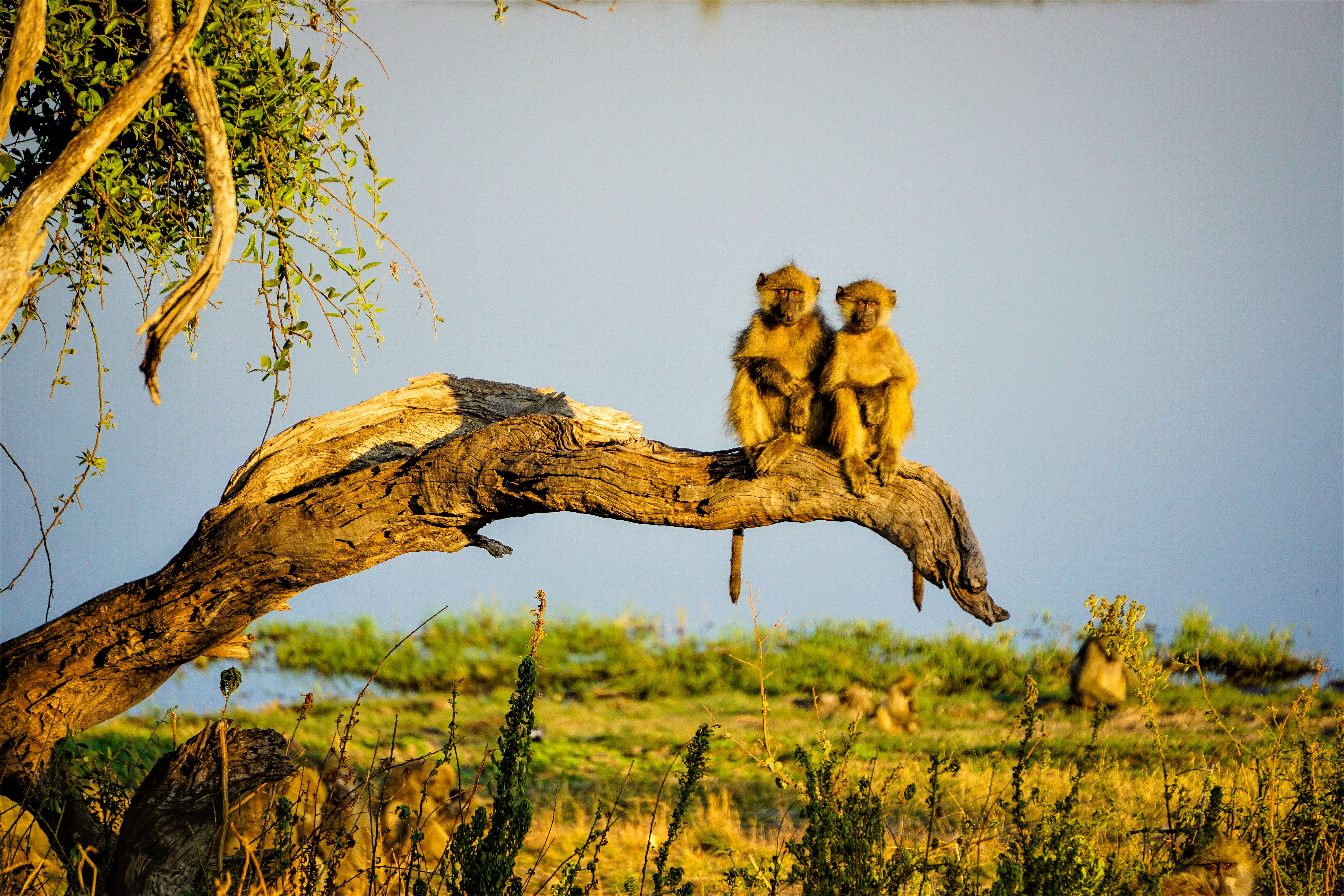 Chobe National Park, Botswana