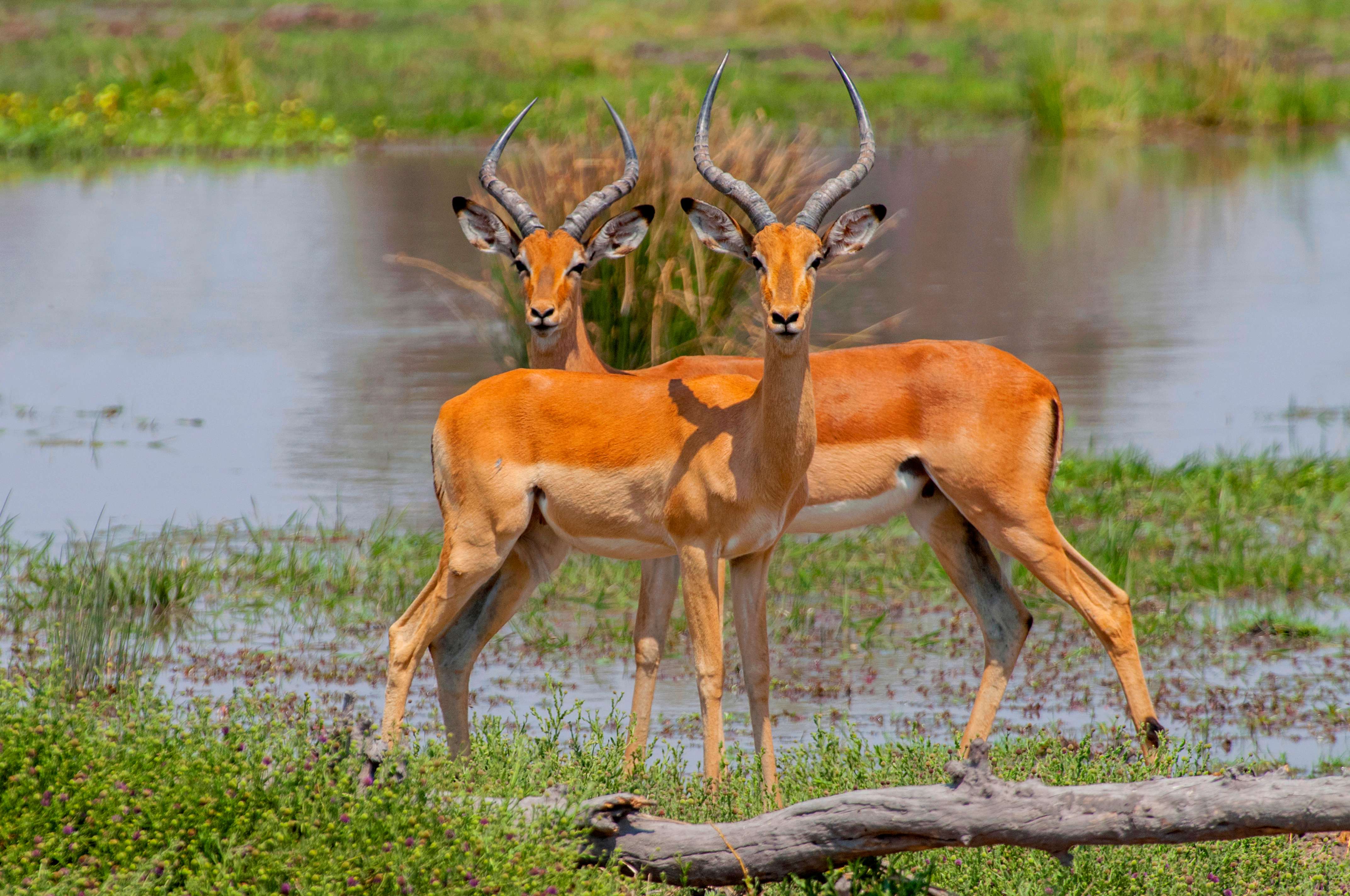 Okavango Delta, Botswana